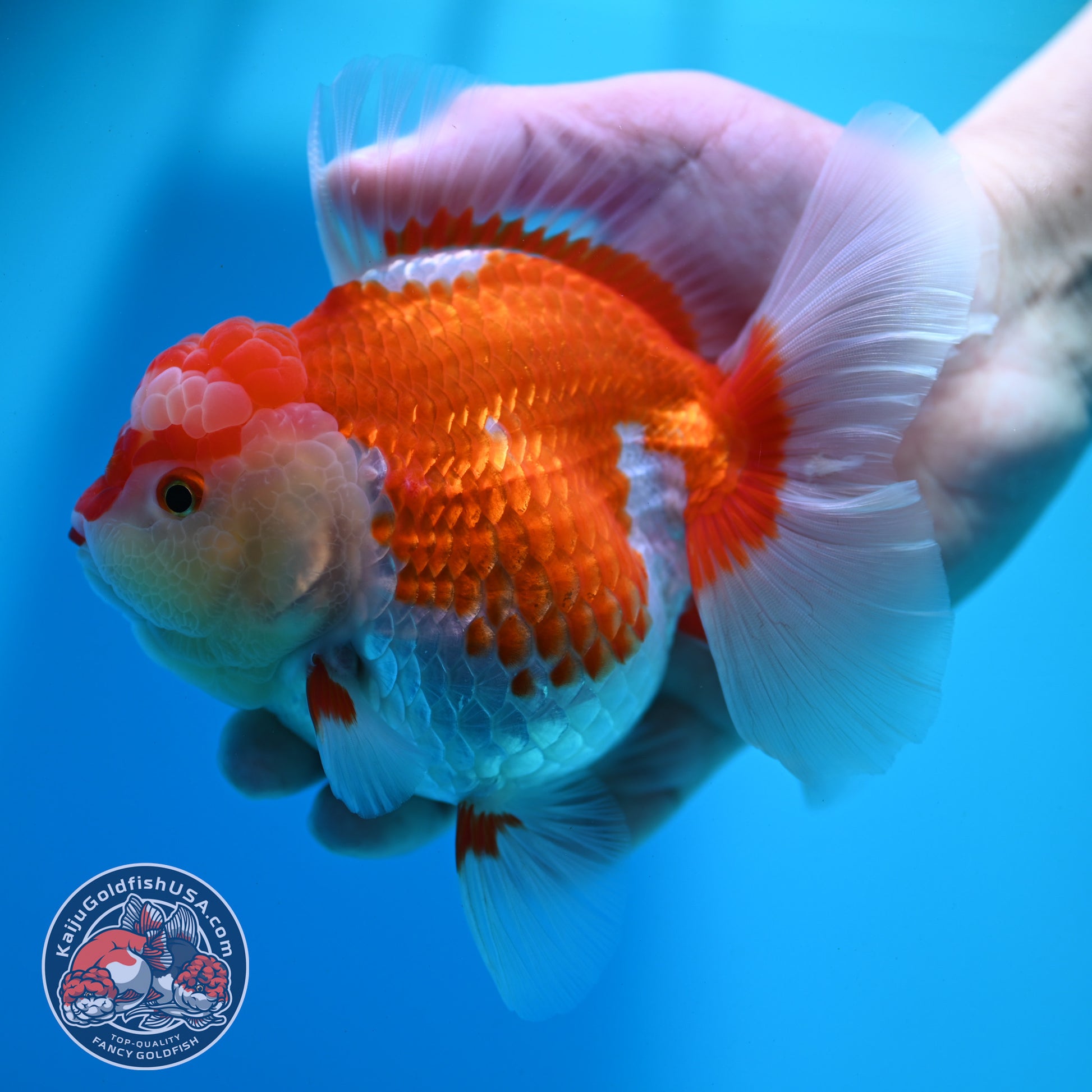 Red White Rose Tail Oranda 4.5 inch Body (260424_OR02)