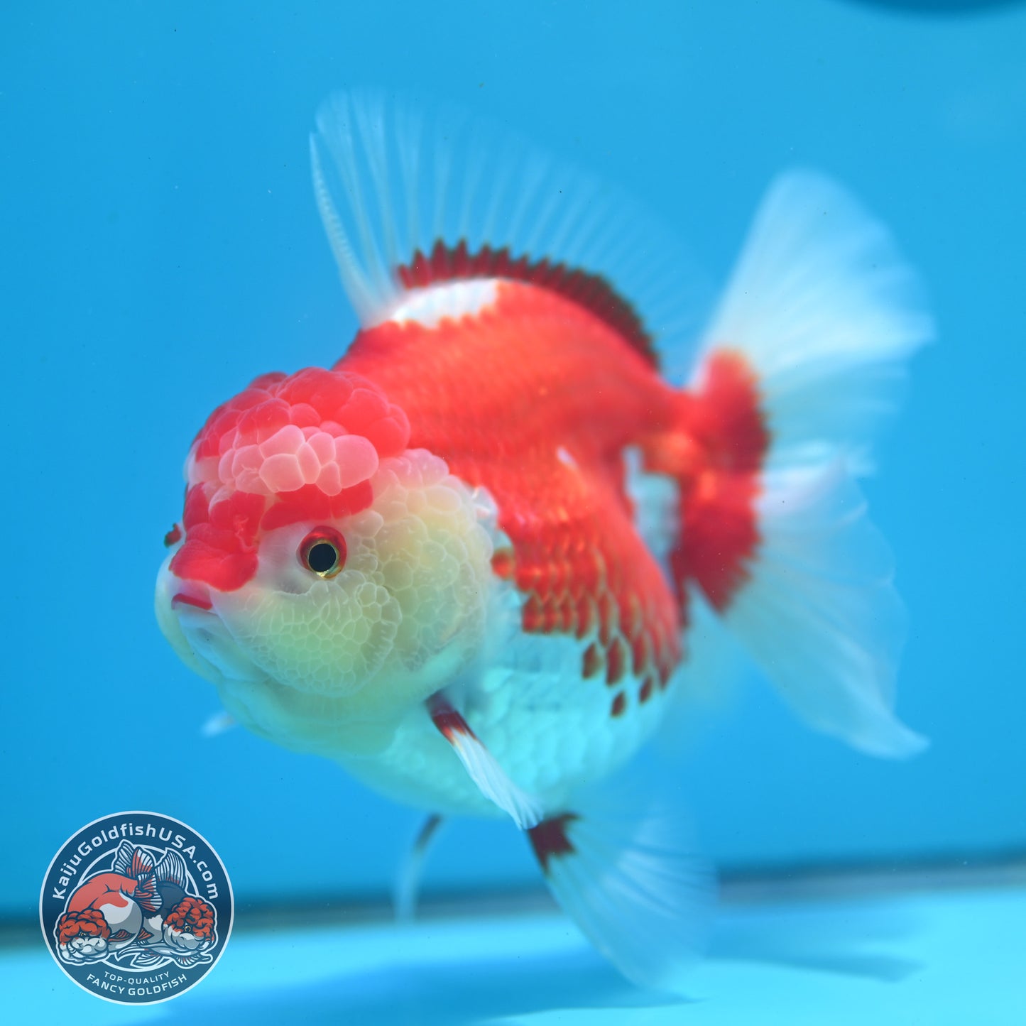 Red White Rose Tail Oranda 4.5 inch Body (260424_OR02)