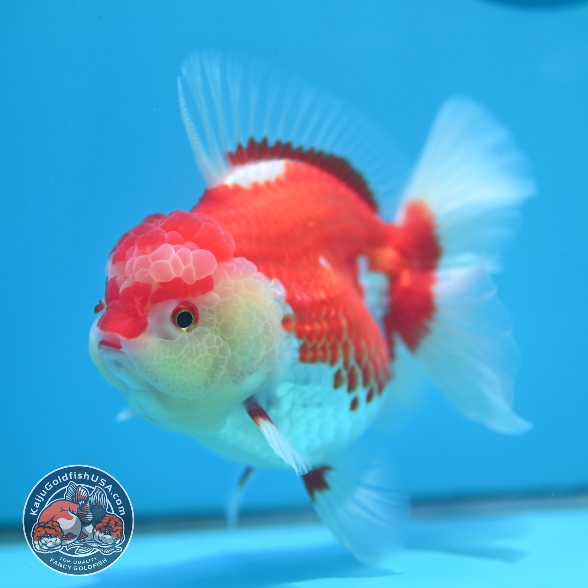 Red White Rose Tail Oranda 4.5 inch Body (260424_OR02)