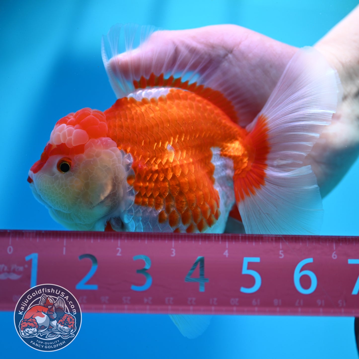 Red White Rose Tail Oranda 4.5 inch Body (260424_OR02)