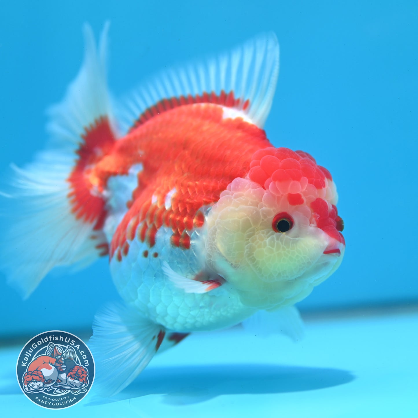 Red White Rose Tail Oranda 4.5 inch Body (260424_OR02)