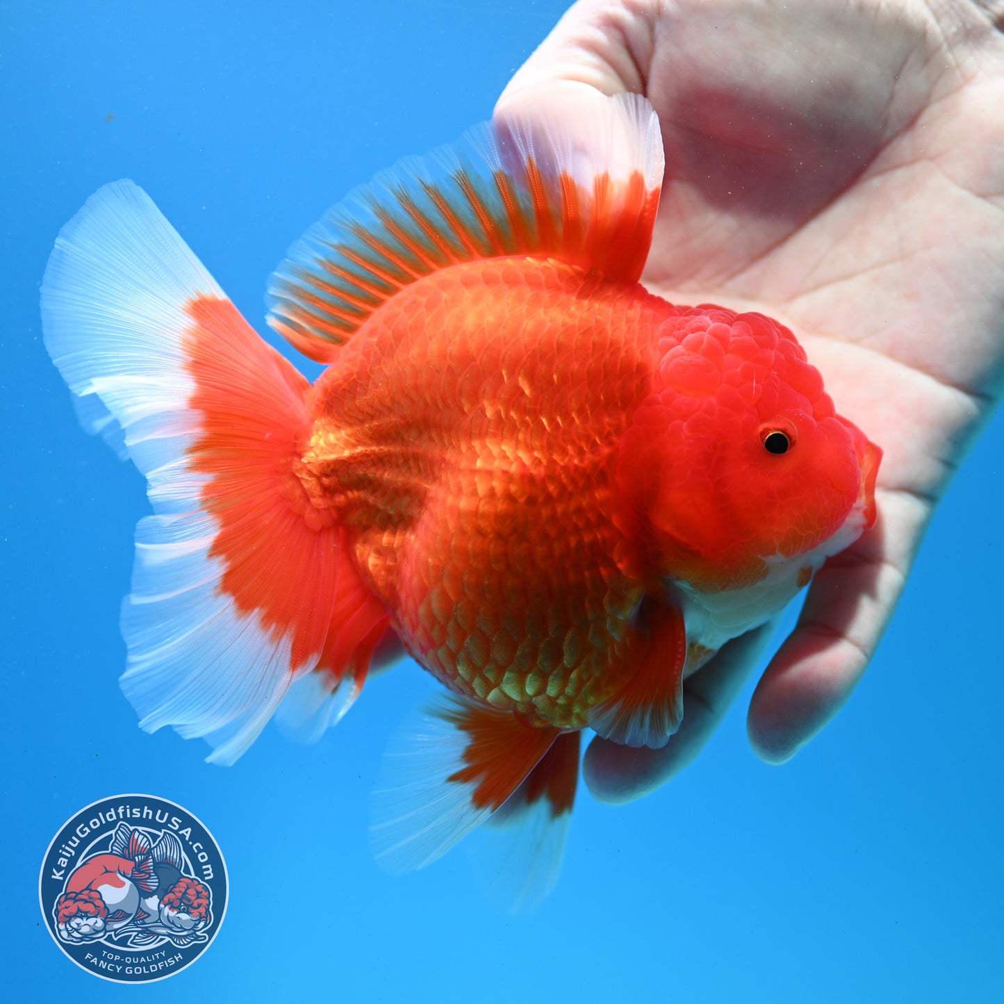 Red White Rose Tail Oranda inch Body (260313_OR14)