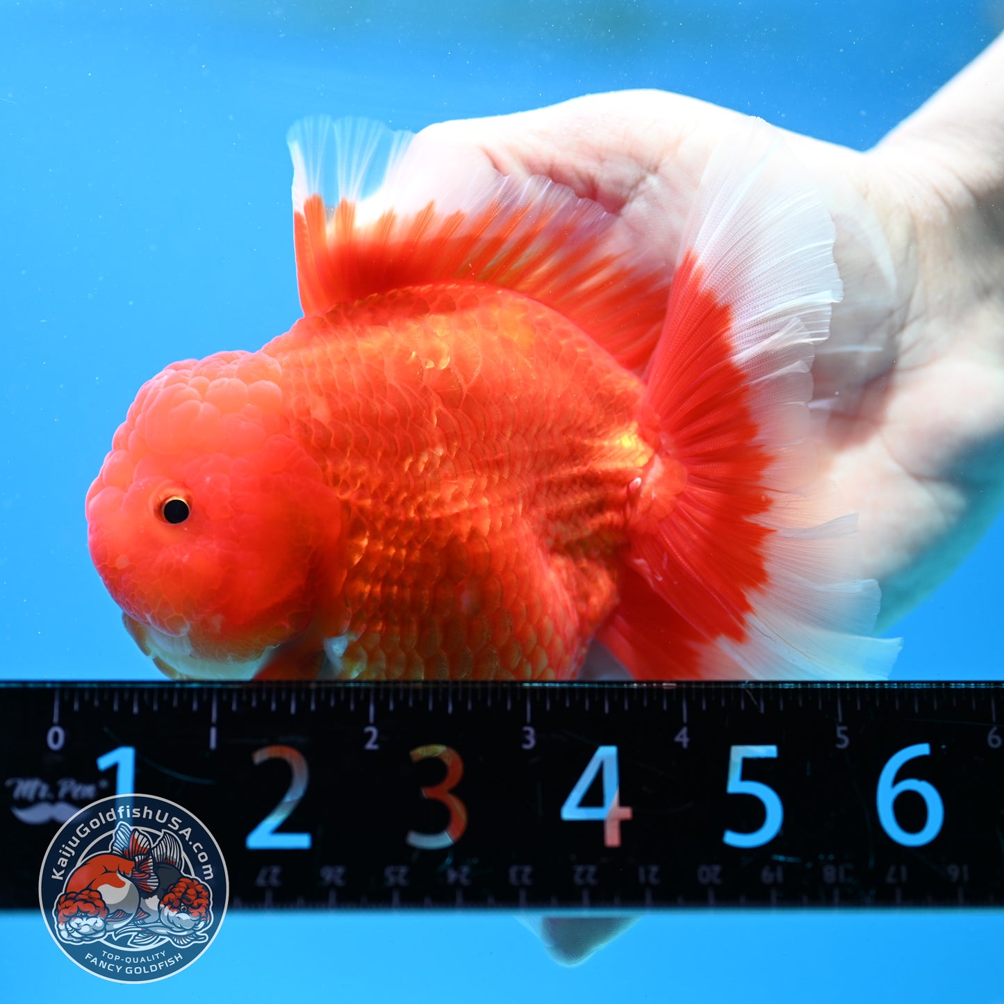 Red White Rose Tail Oranda inch Body (260313_OR14)