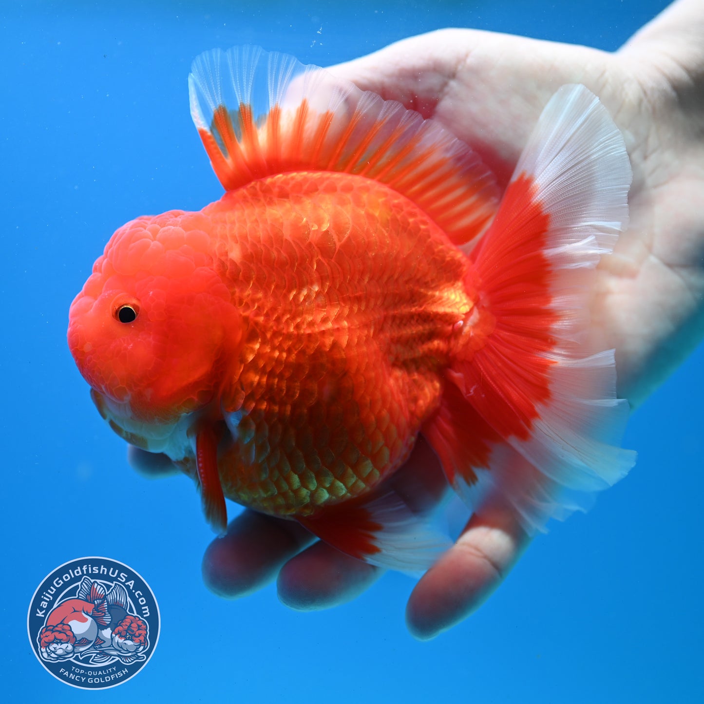 Red White Rose Tail Oranda inch Body (260313_OR14)