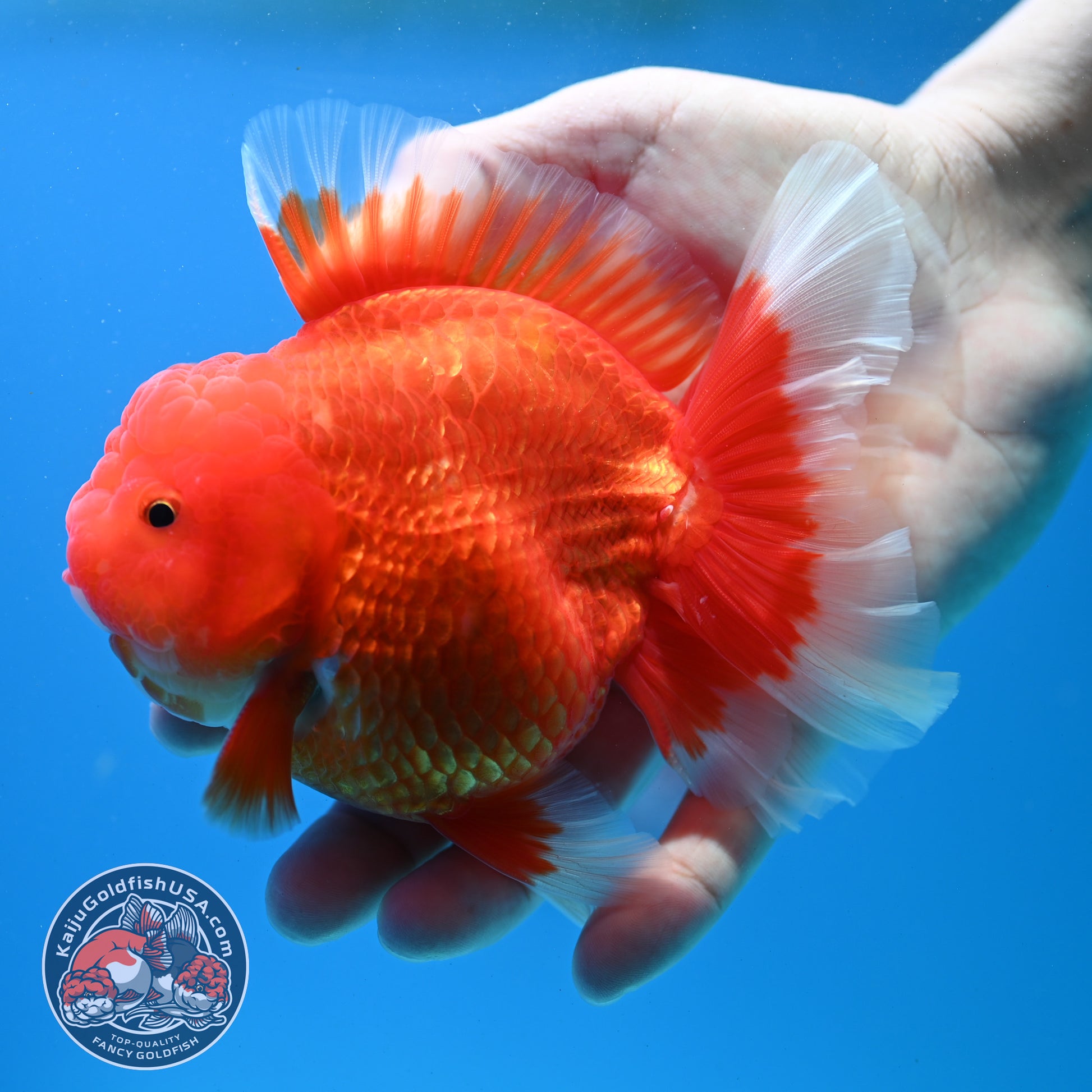 Red White Rose Tail Oranda inch Body (260313_OR14)