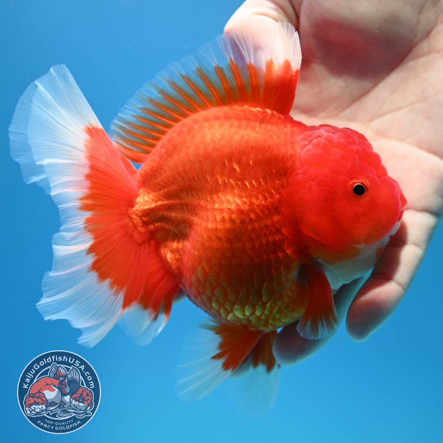 Red White Rose Tail Oranda inch Body (260313_OR14)