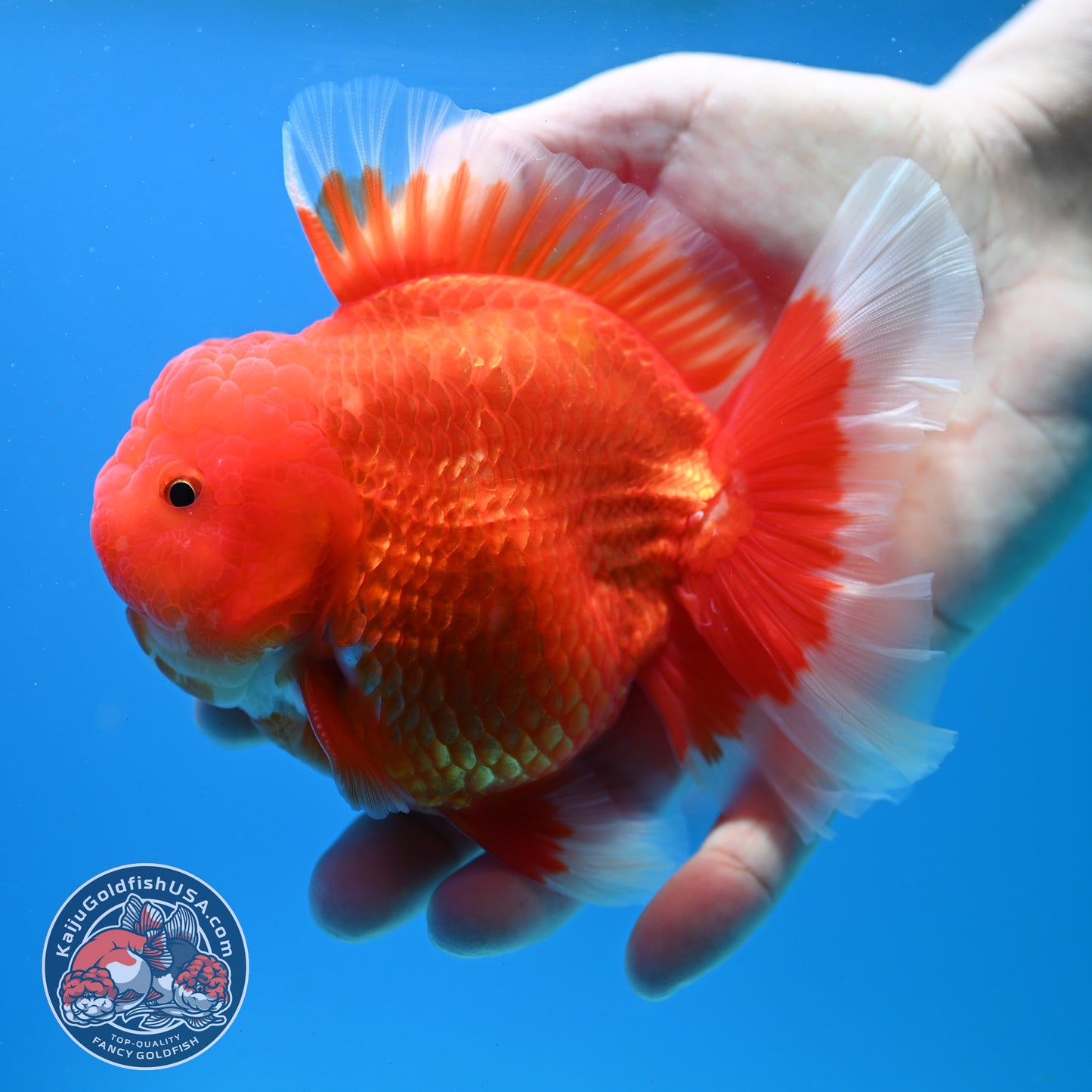 Red White Rose Tail Oranda inch Body (260313_OR14)