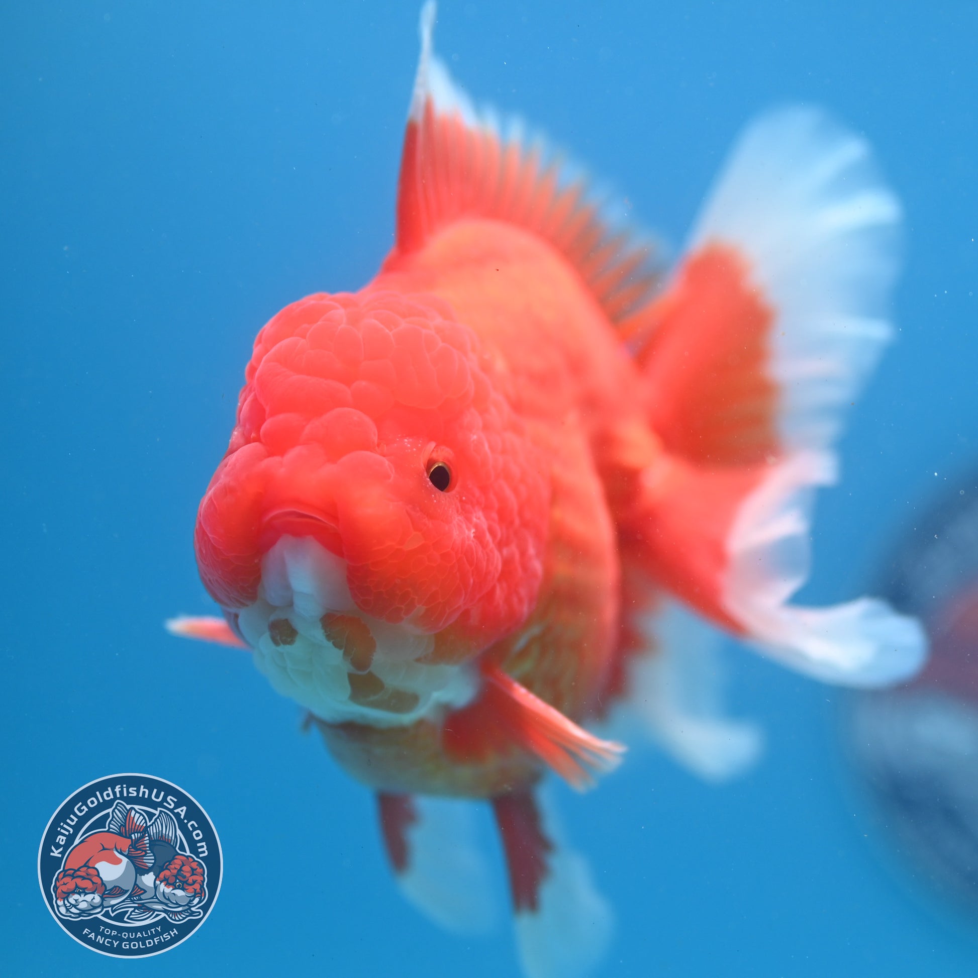 Red White Rose Tail Oranda inch Body (260313_OR14)