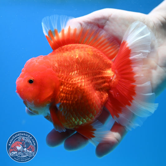 Red White Rose Tail Oranda inch Body (260313_OR14)