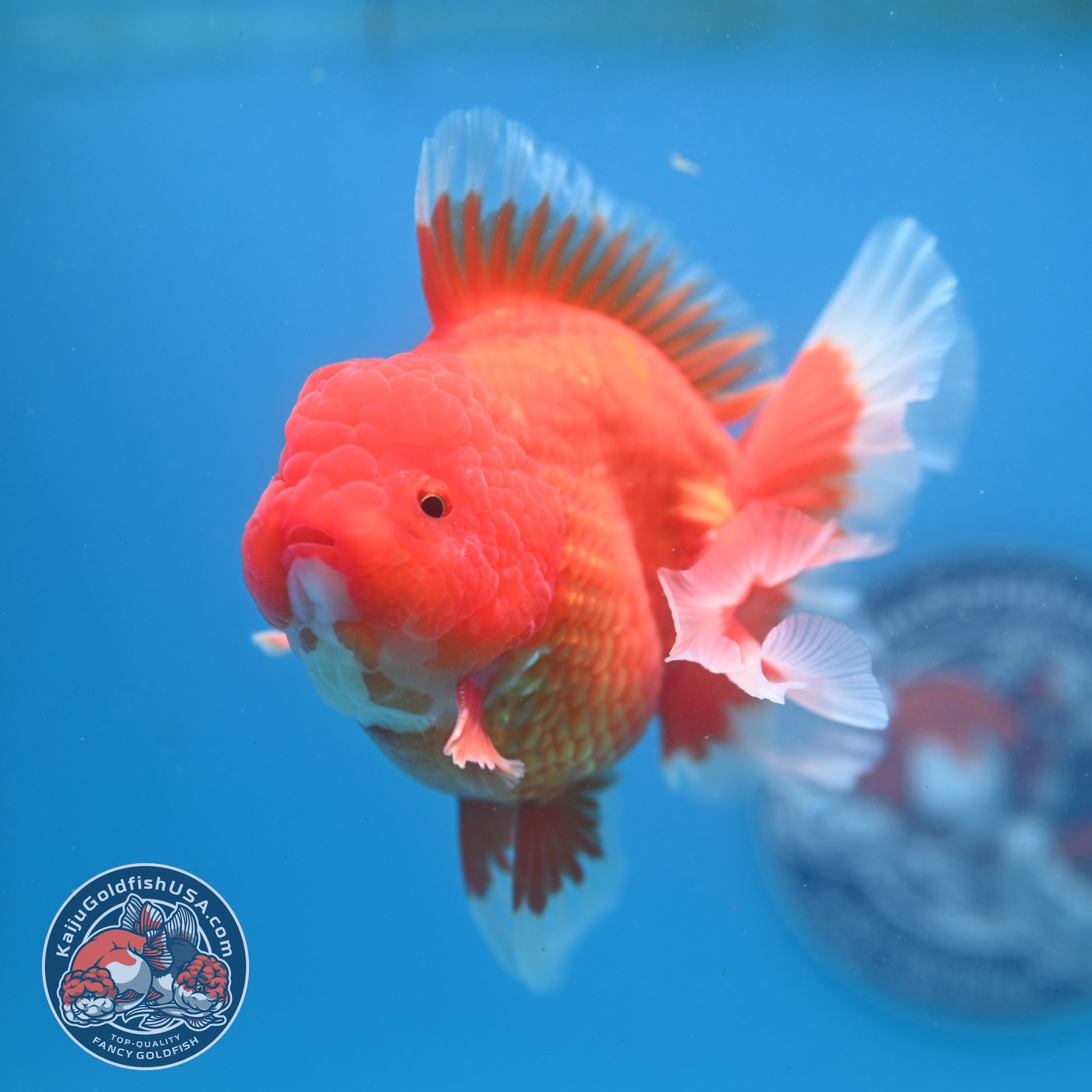 Red White Rose Tail Oranda inch Body (260313_OR14)