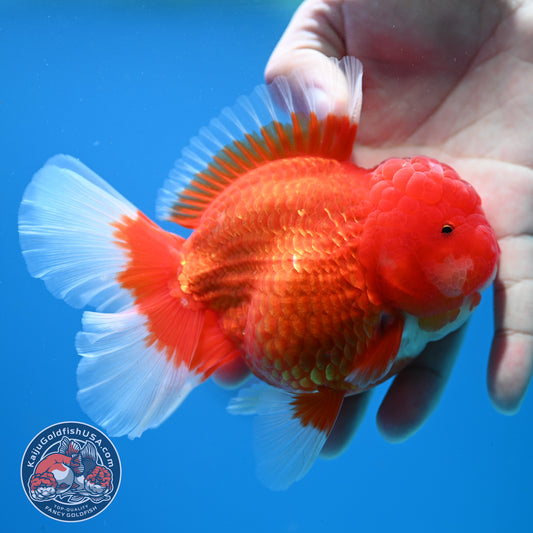 Red White Rose Tail Oranda Oranda 3.5 inch Body (260313_OR15)