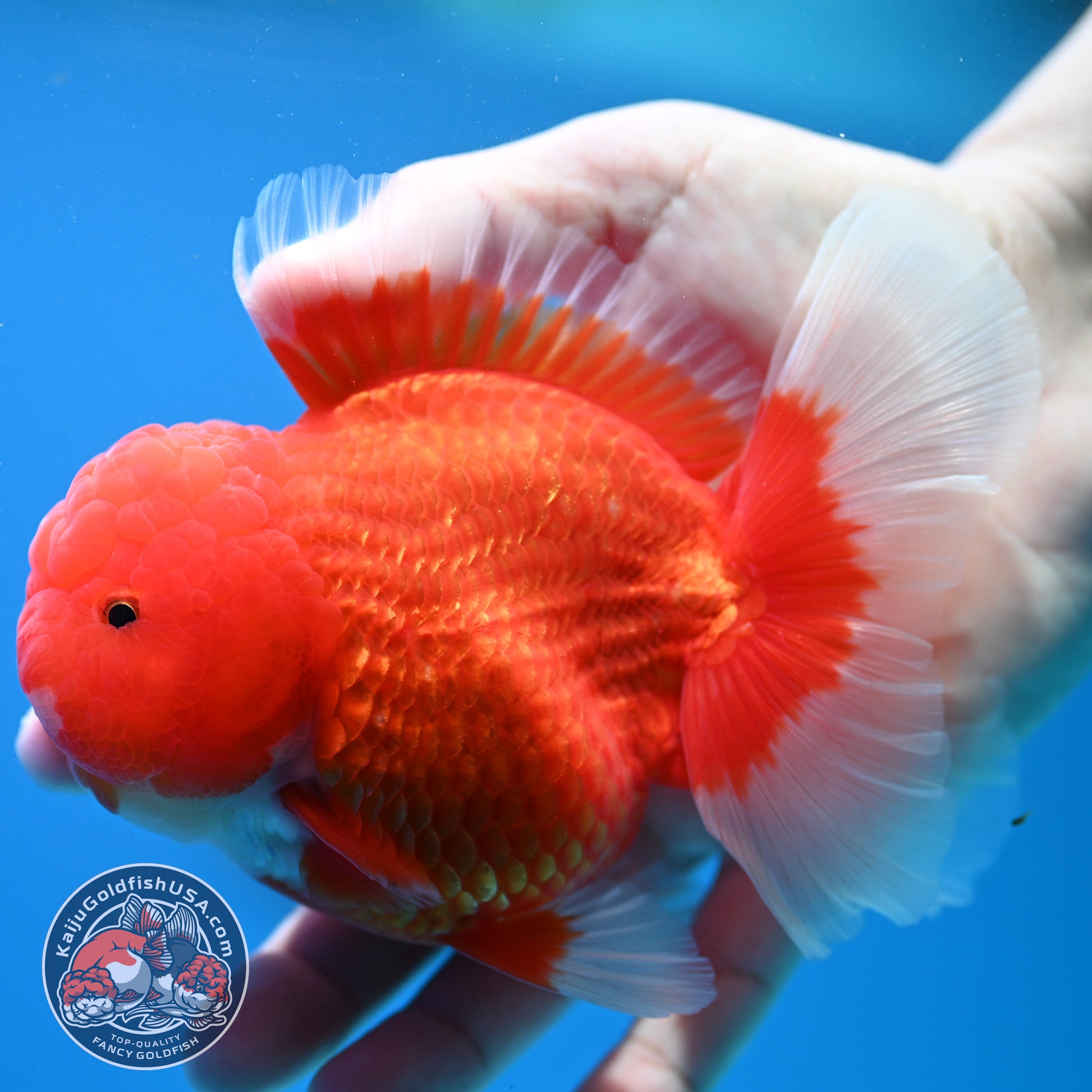 Red White Rose Tail Oranda Oranda 3.5 inch Body (260313_OR15)