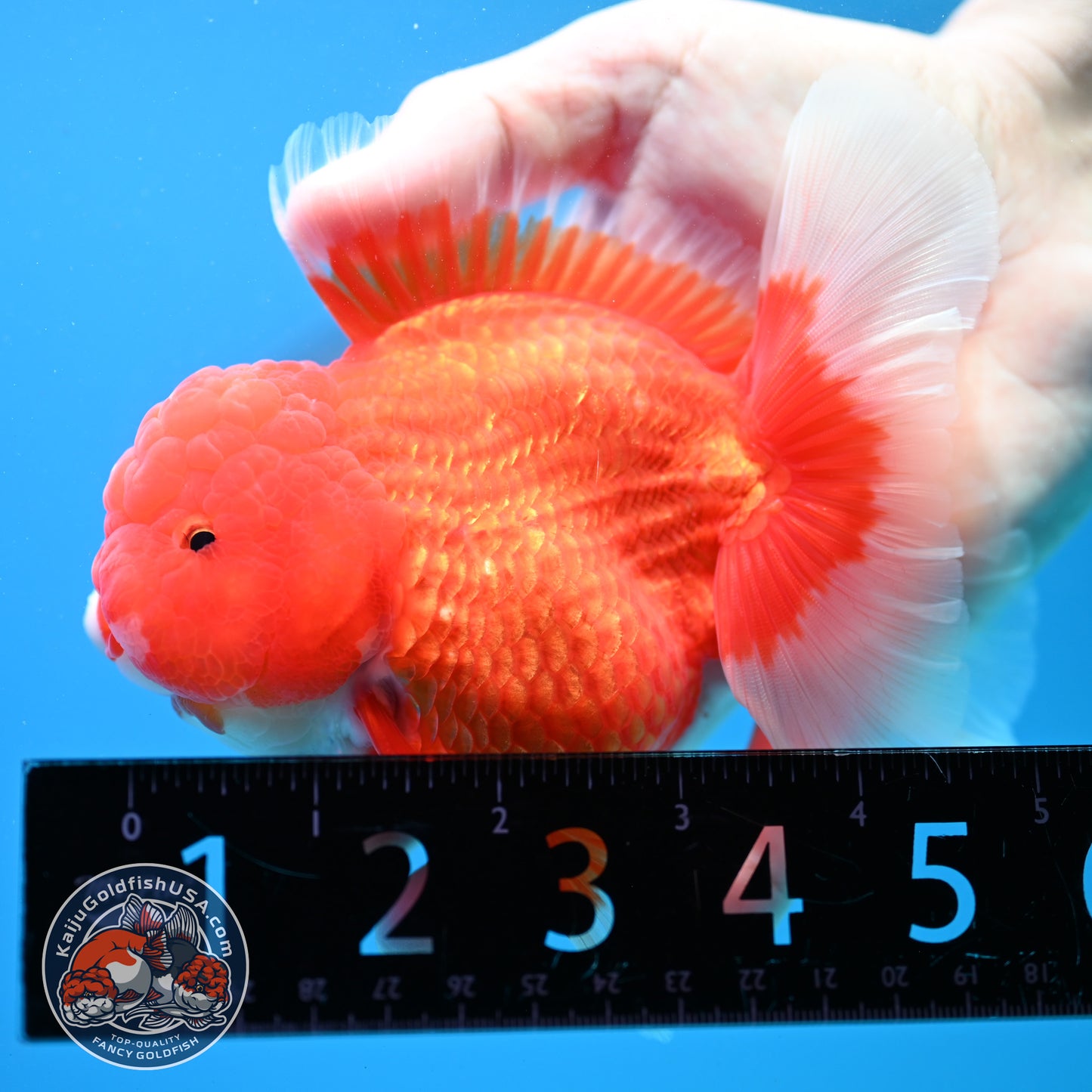 Red White Rose Tail Oranda Oranda 3.5 inch Body (260313_OR15)