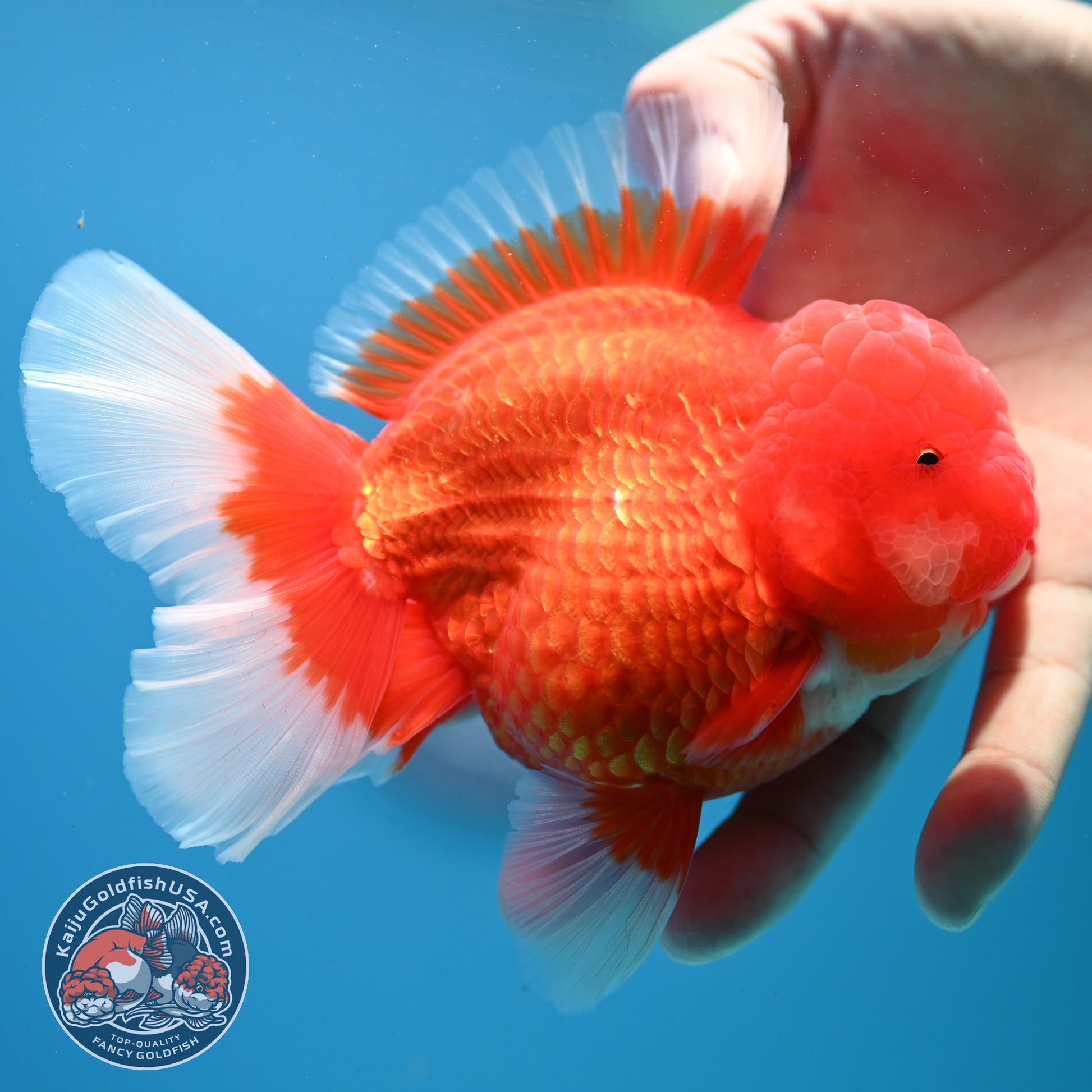 Red White Rose Tail Oranda Oranda 3.5 inch Body (260313_OR15)