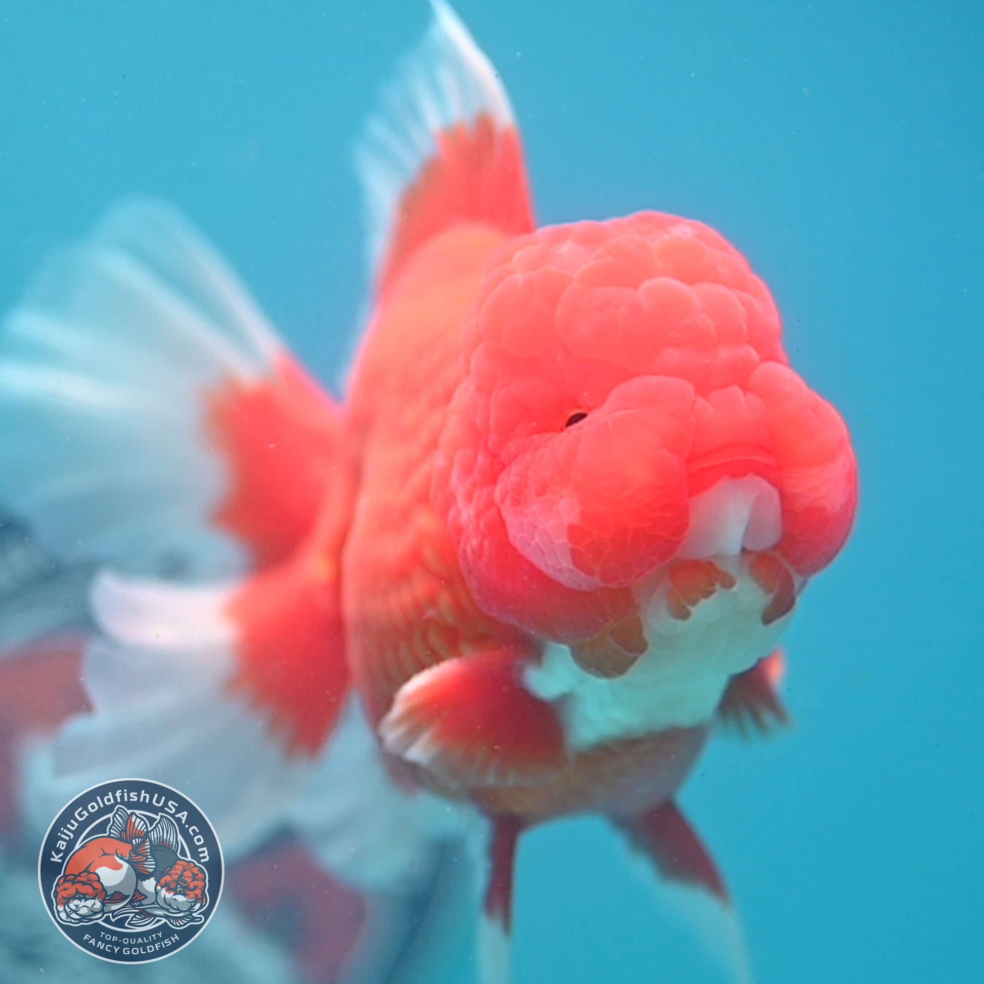 Red White Rose Tail Oranda Oranda 3.5 inch Body (260313_OR15)