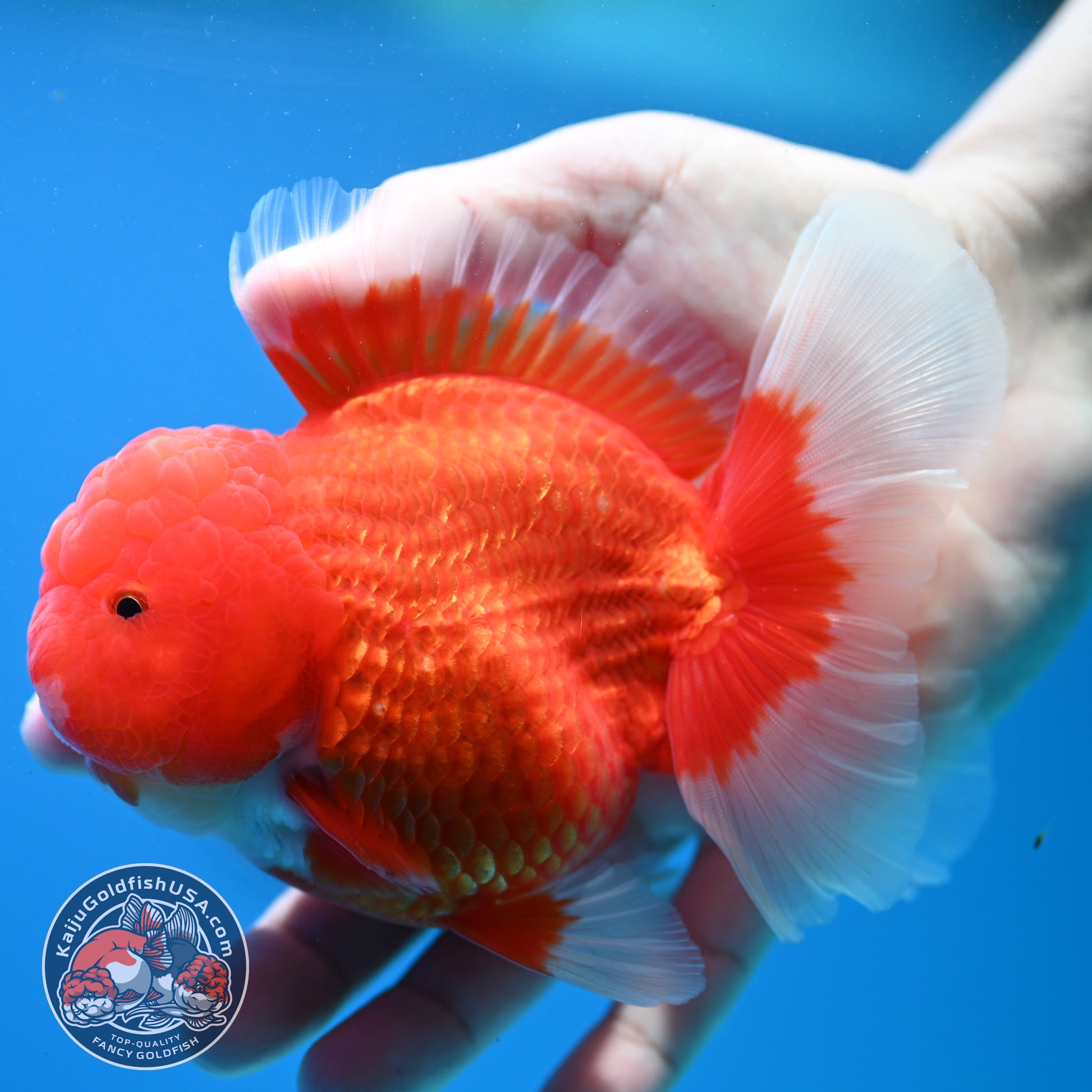 Red White Rose Tail Oranda Oranda 3.5 inch Body (260313_OR15)
