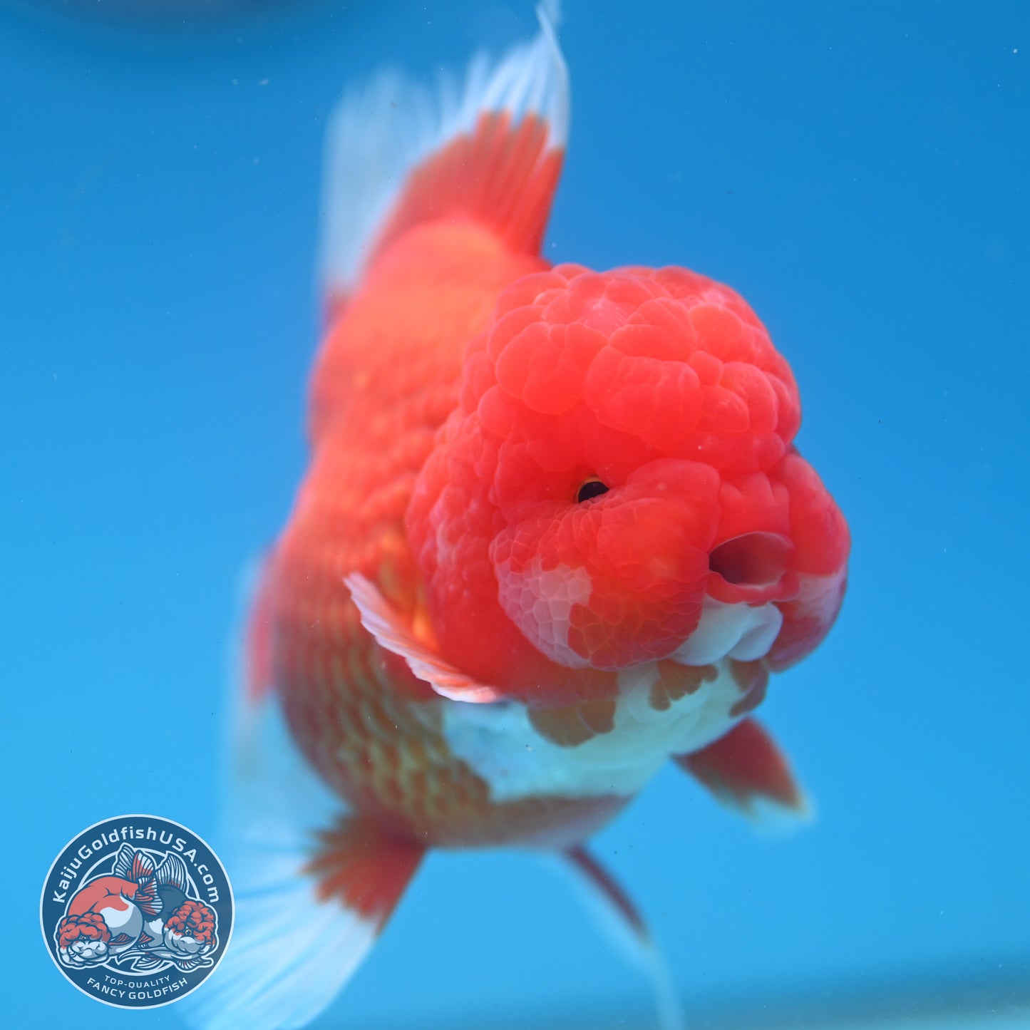 Red White Rose Tail Oranda Oranda 3.5 inch Body (260313_OR15)