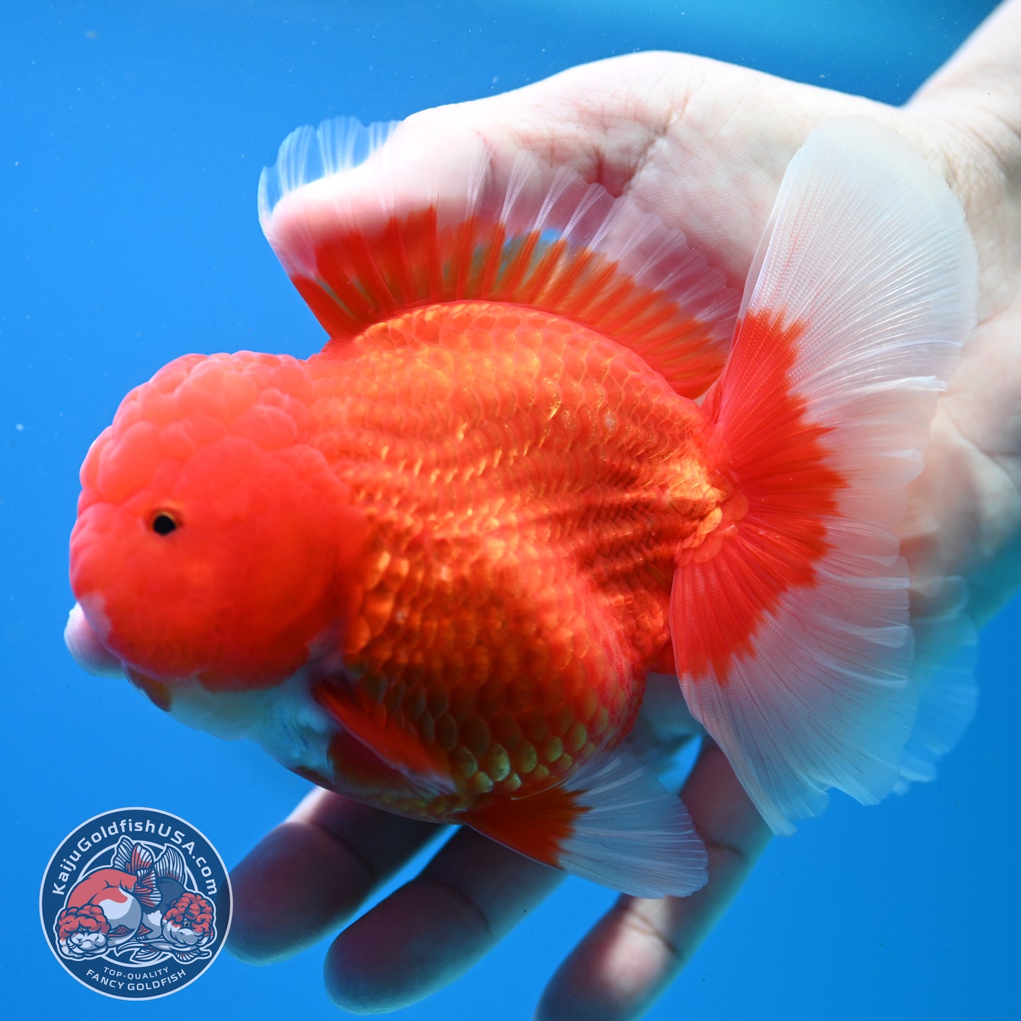 Red White Rose Tail Oranda Oranda 3.5 inch Body (260313_OR15)