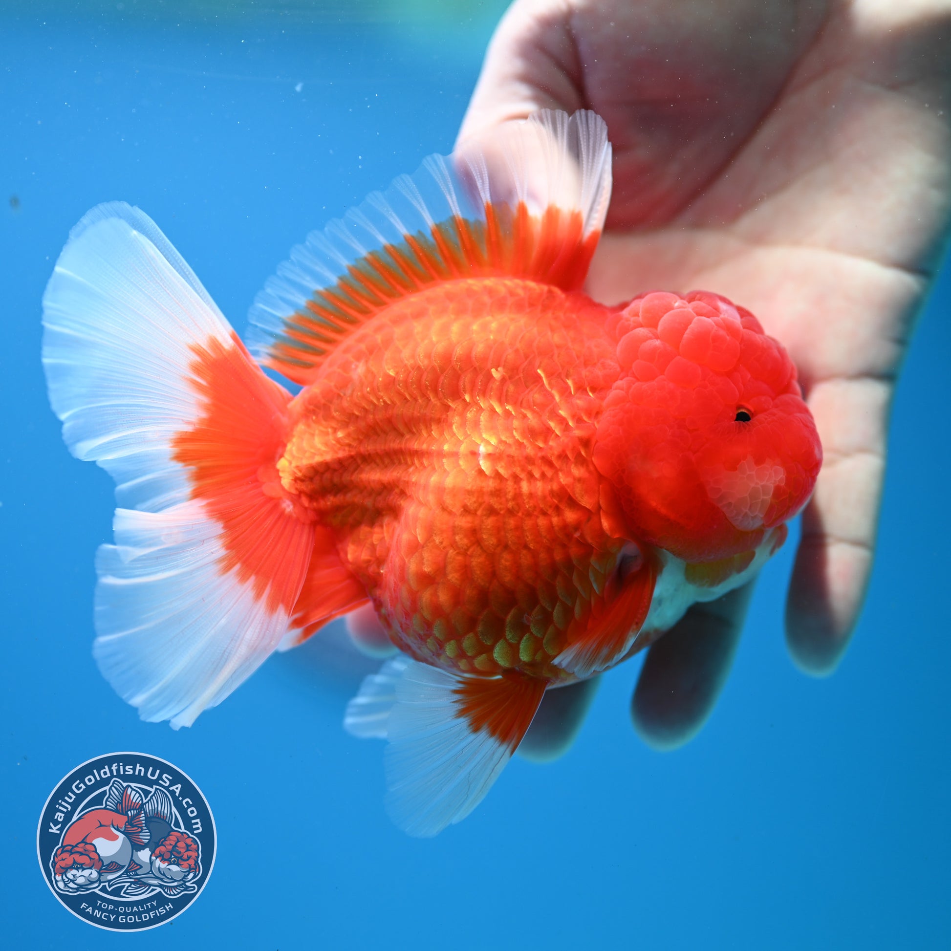 Red White Rose Tail Oranda Oranda 3.5 inch Body (260313_OR15)