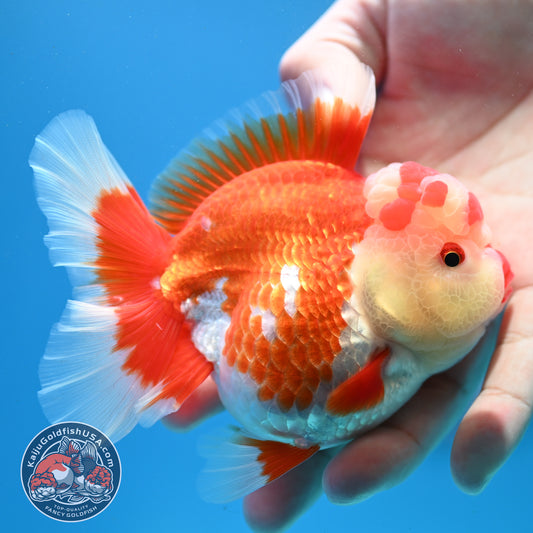 Red White Rosetail Oranda 3.5 inch Body (260313_OR13)