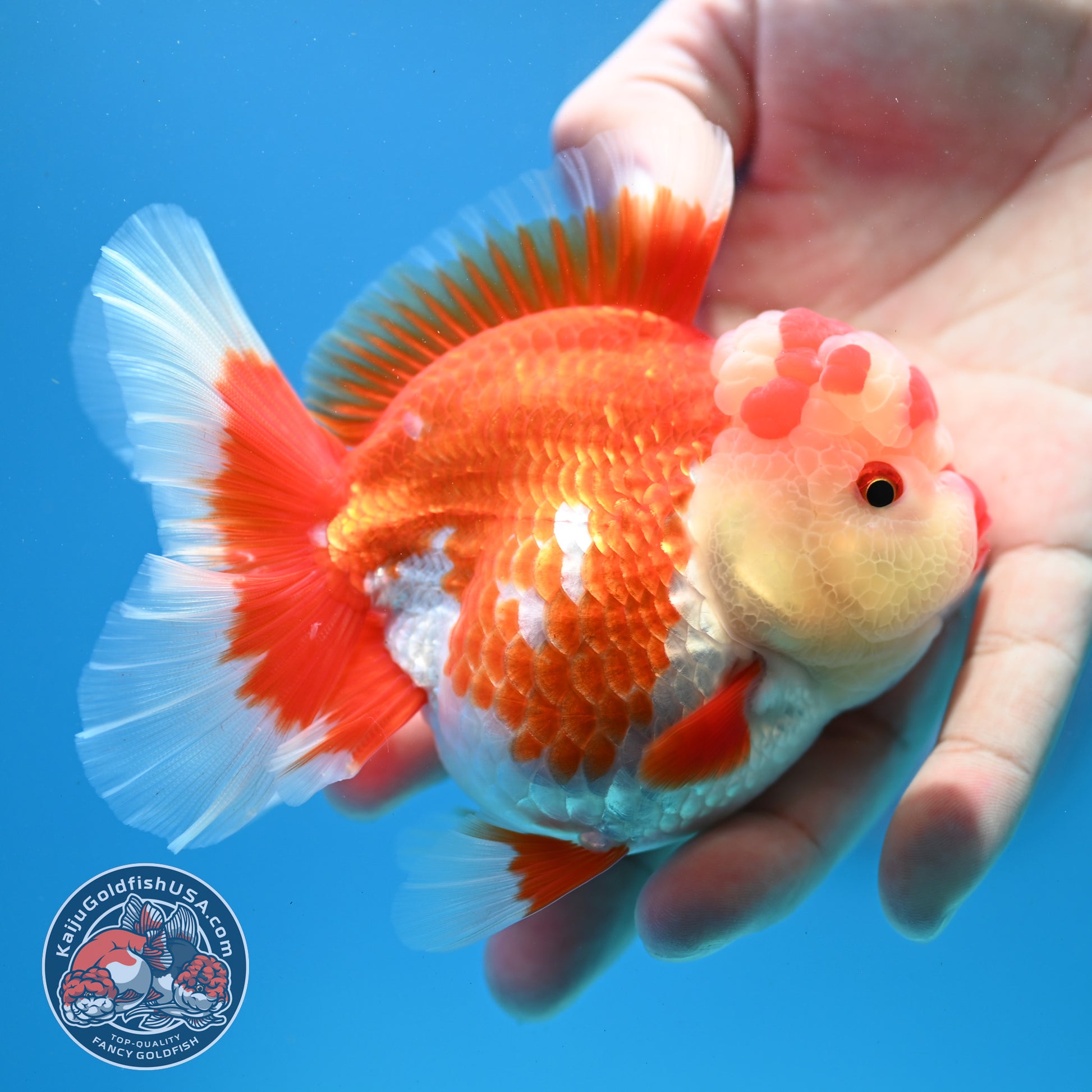 Red White Rosetail Oranda 3.5 inch Body (260313_OR13)