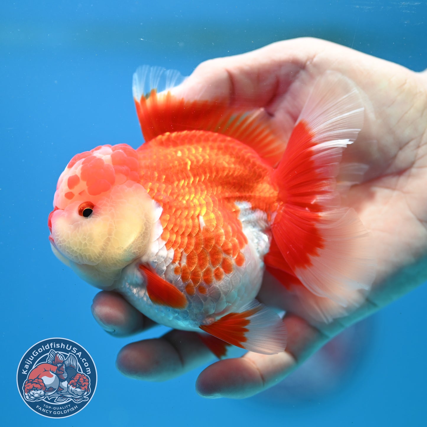 Red White Rosetail Oranda 3.5 inch Body (260313_OR13)