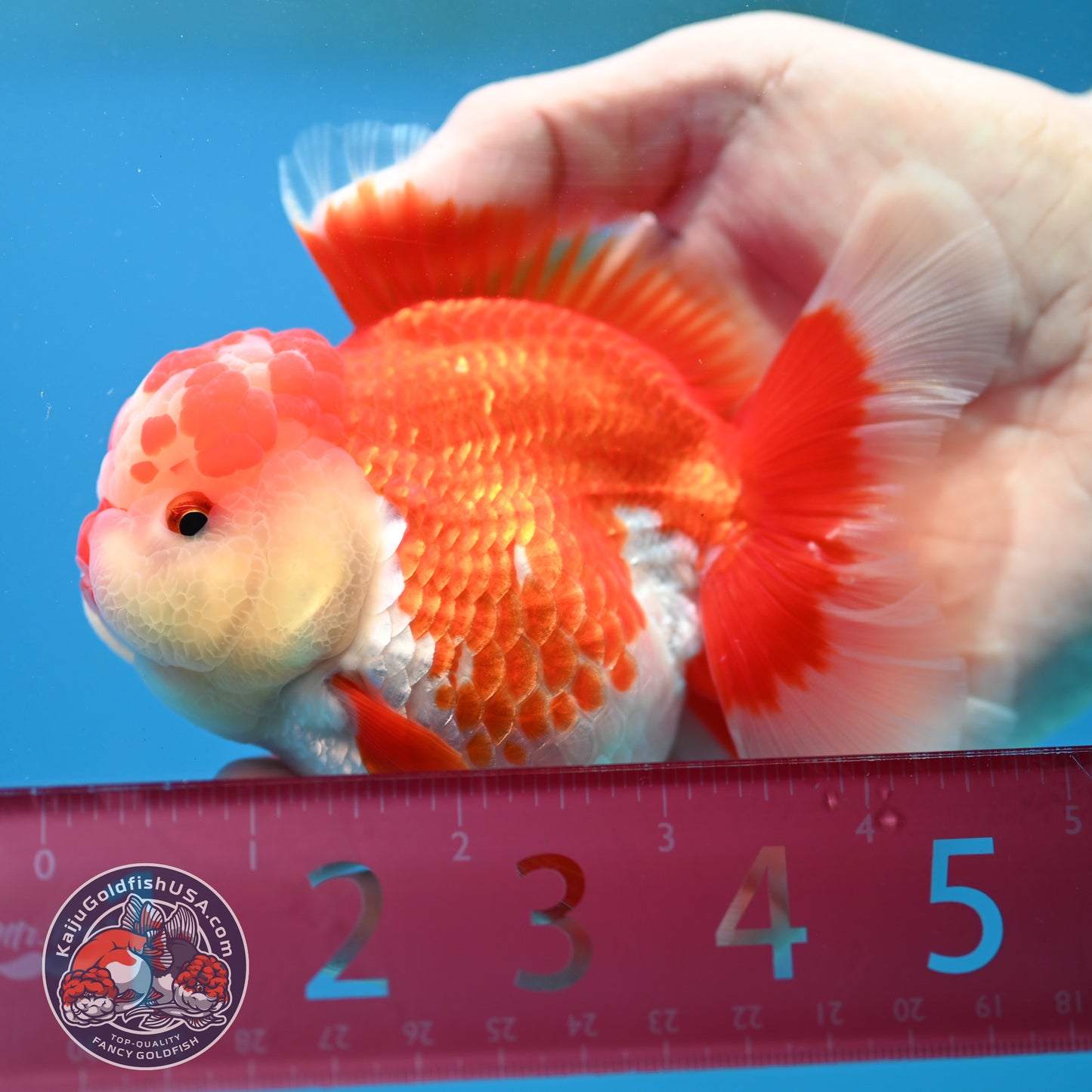 Red White Rosetail Oranda 3.5 inch Body (260313_OR13)