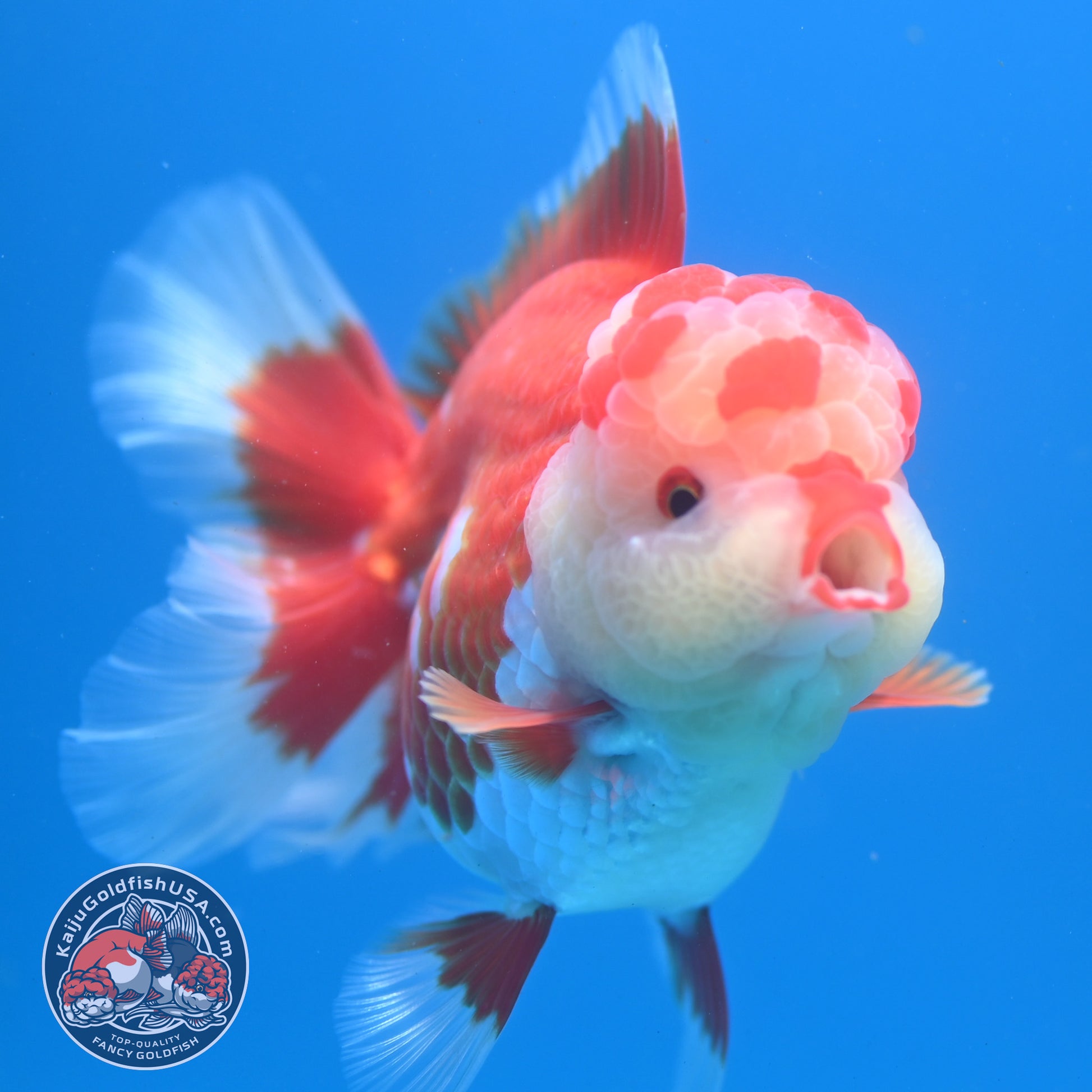 Red White Rosetail Oranda 3.5 inch Body (260313_OR13)