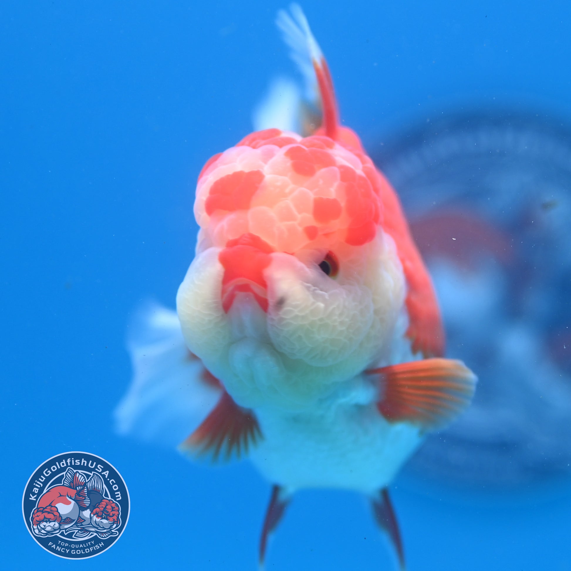 Red White Rosetail Oranda 3.5 inch Body (260313_OR13)