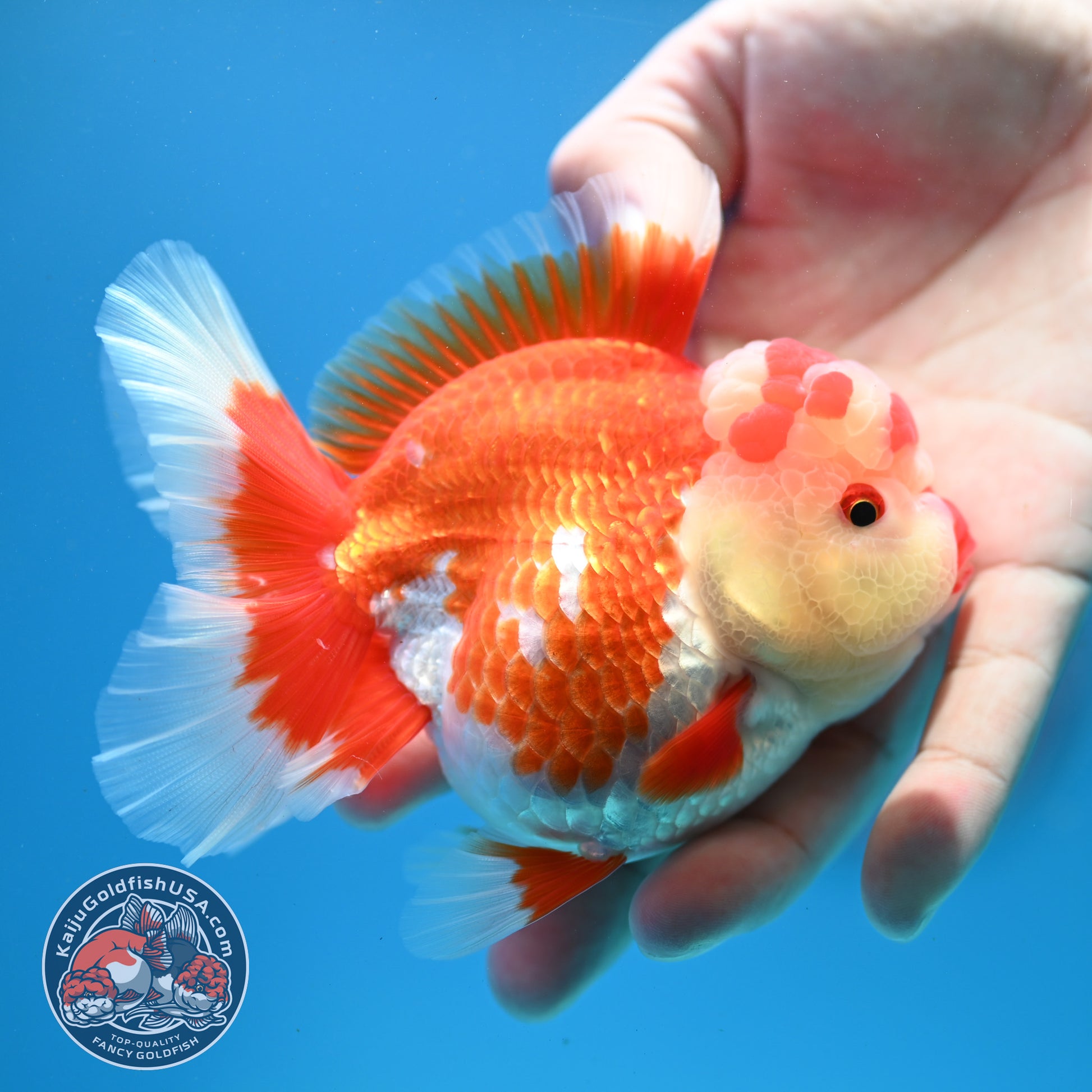 Red White Rosetail Oranda 3.5 inch Body (260313_OR13)