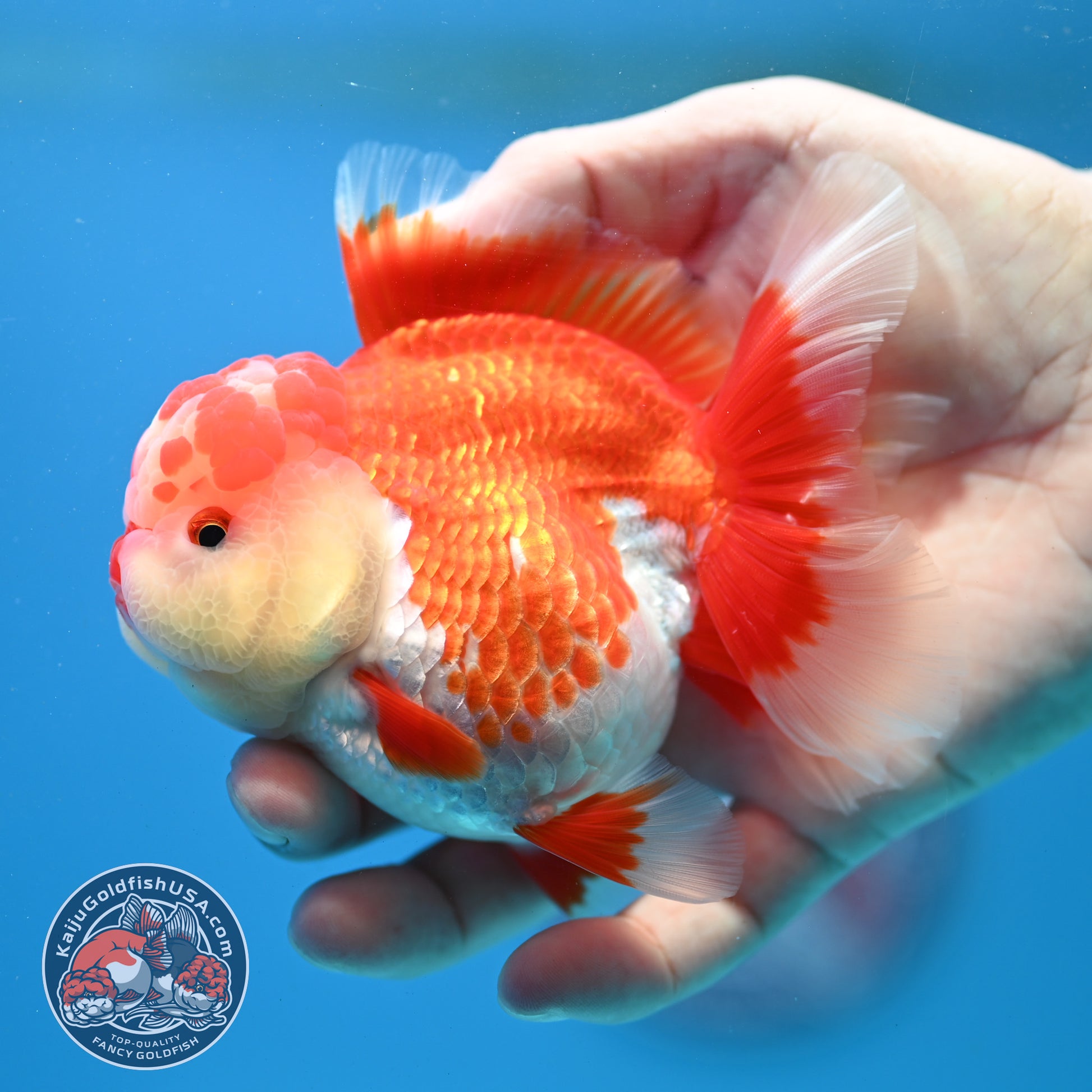 Red White Rosetail Oranda 3.5 inch Body (260313_OR13)