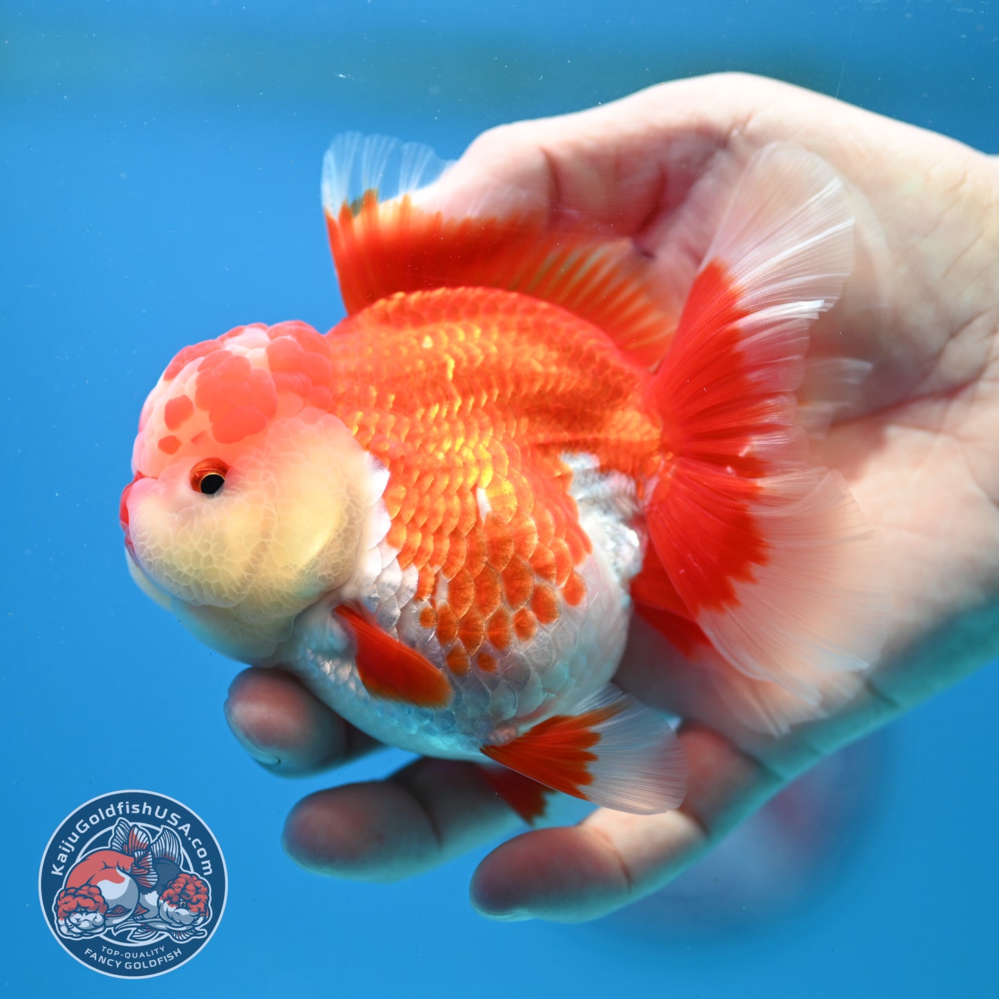 Red White Rosetail Oranda 3.5 inch Body (260313_OR13)