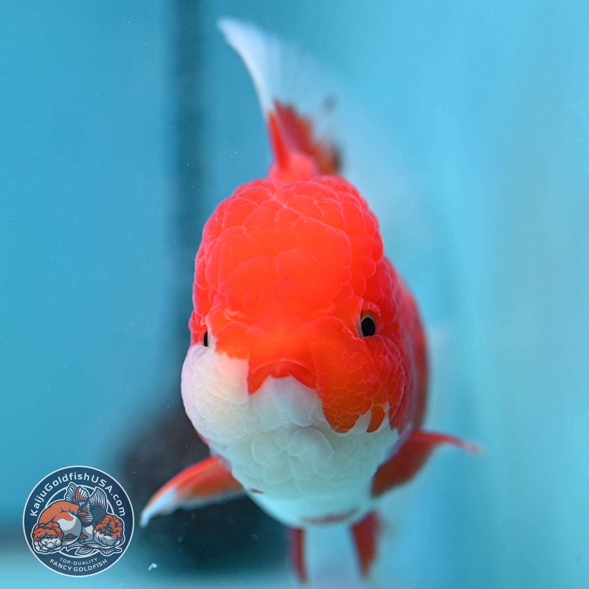 Red White Rosetail Oranda 4 inch Body (251017_OR08)