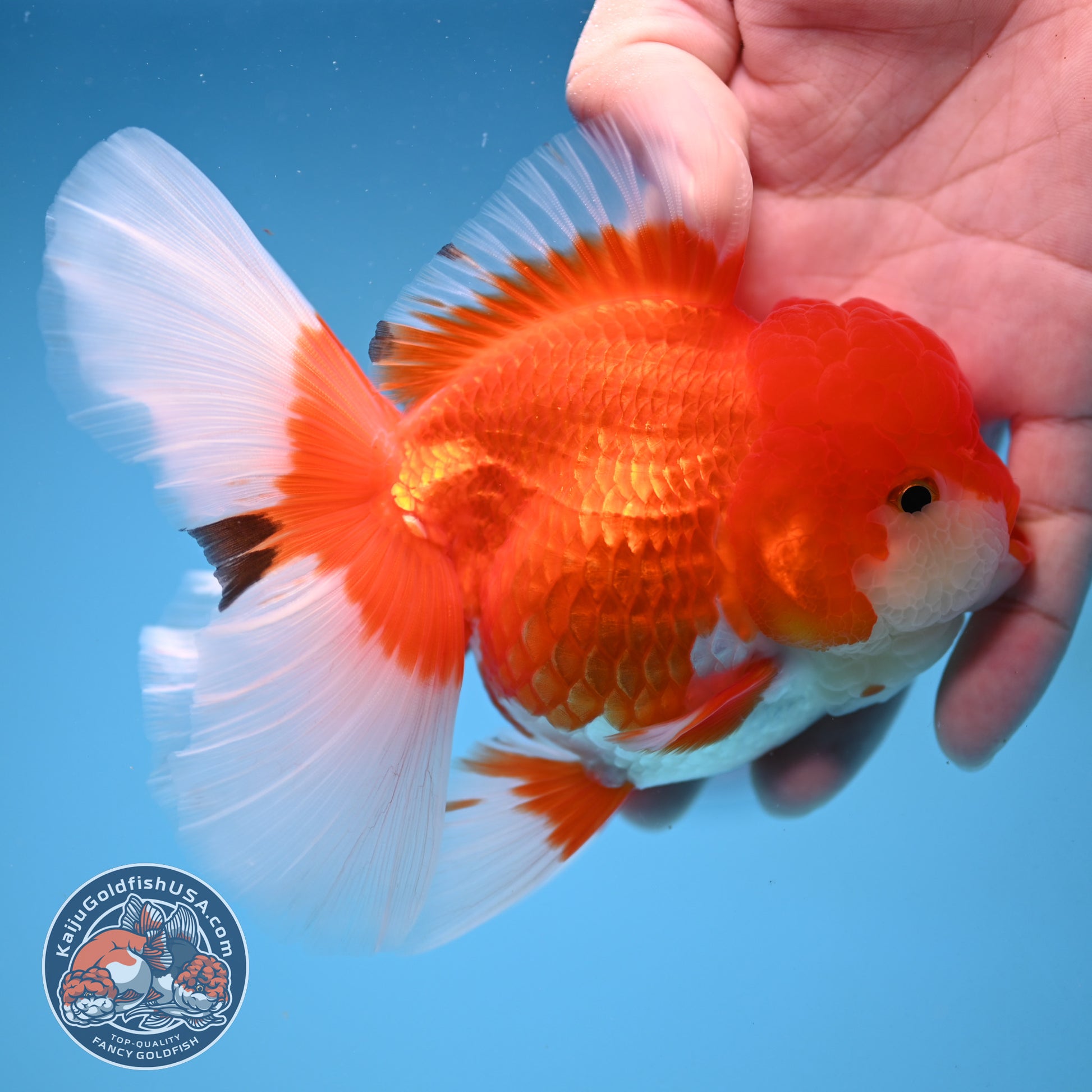 Red White Rosetail Oranda 4 inch Body (251017_OR08)