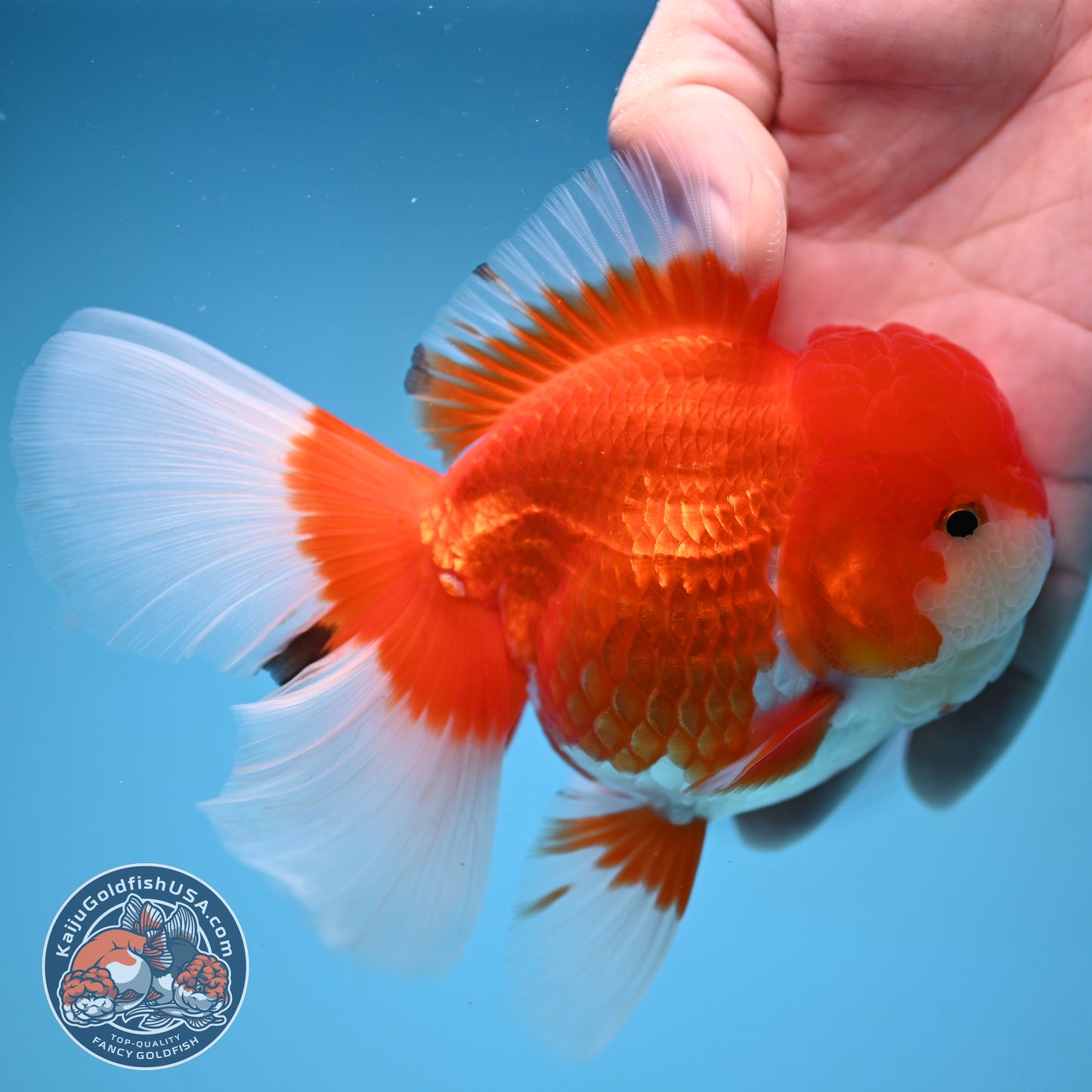 Red White Rosetail Oranda 4 inch Body (251017_OR08)