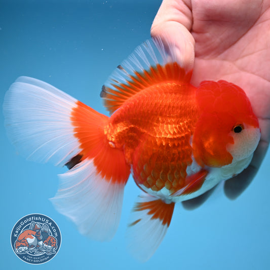Red White Rosetail Oranda 4 inch Body (251017_OR08)