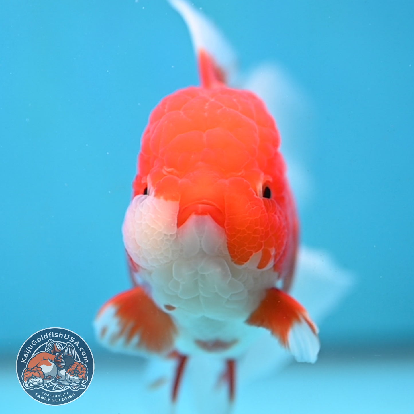 Red White Rosetail Oranda 4 inch Body (251017_OR08)