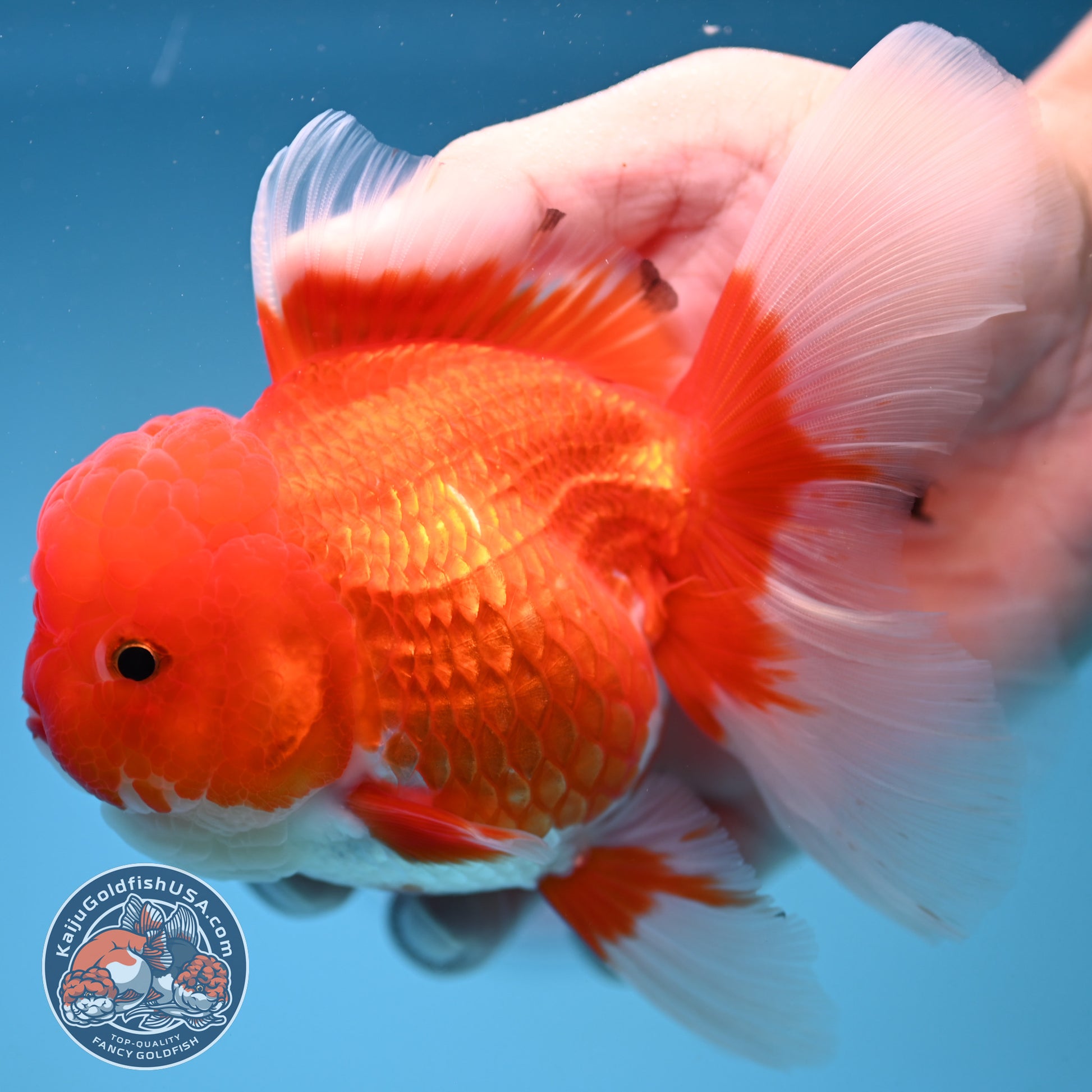 Red White Rosetail Oranda 4 inch Body (251017_OR08)