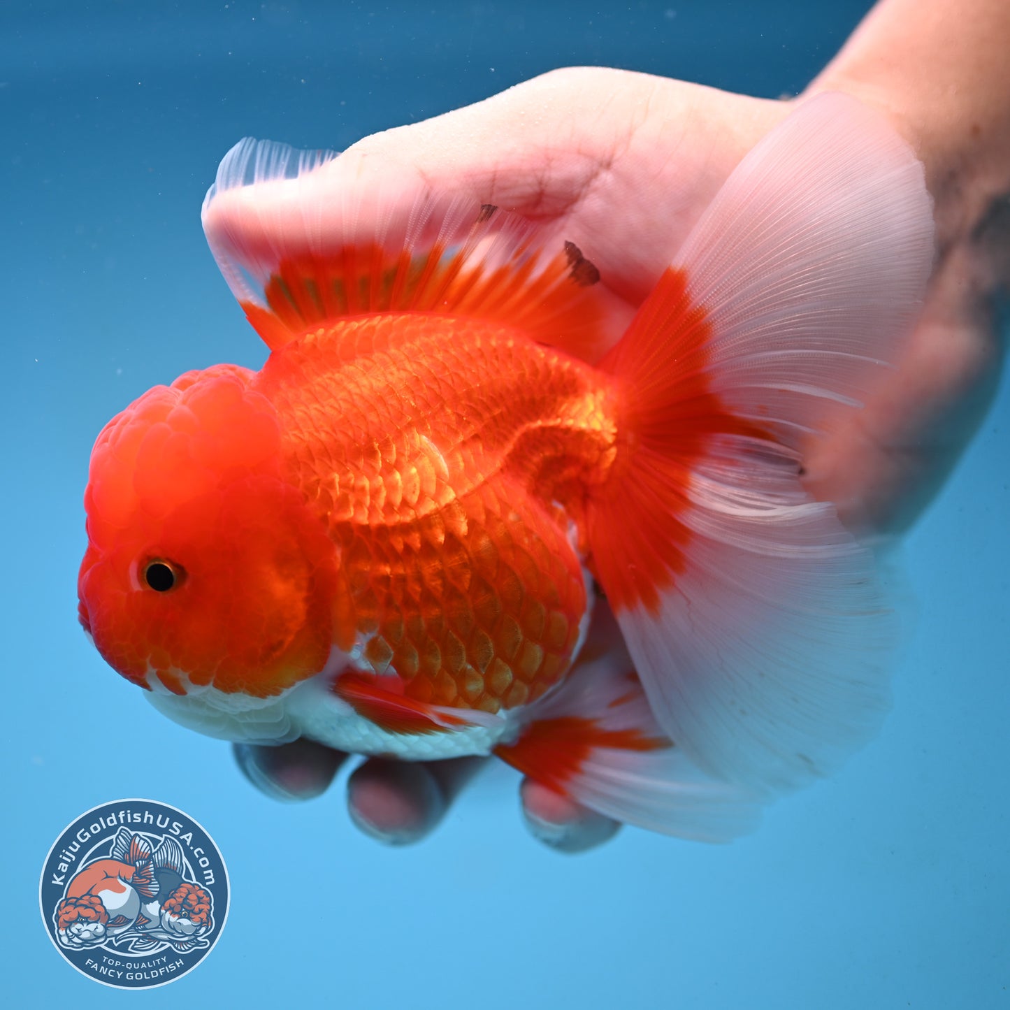 Red White Rosetail Oranda 4 inch Body (251017_OR08)