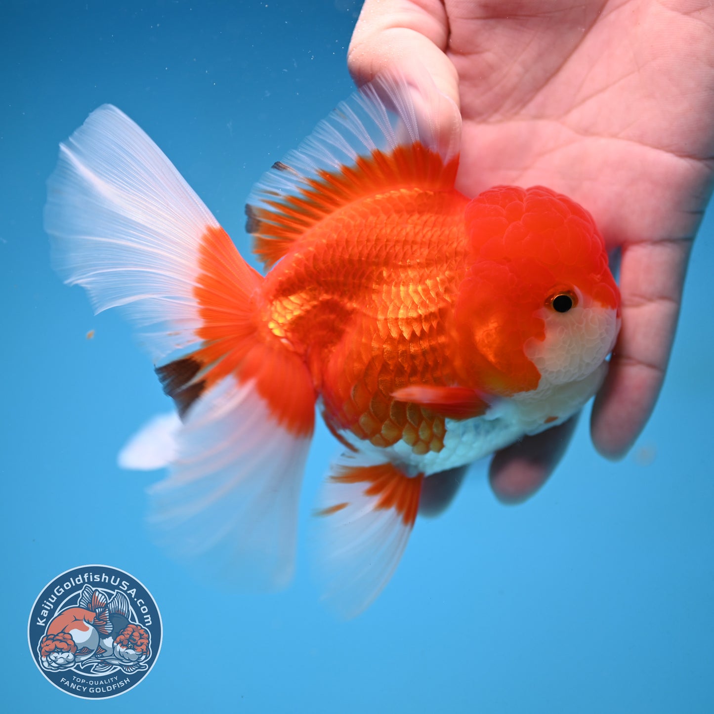 Red White Rosetail Oranda 4 inch Body (251017_OR08)