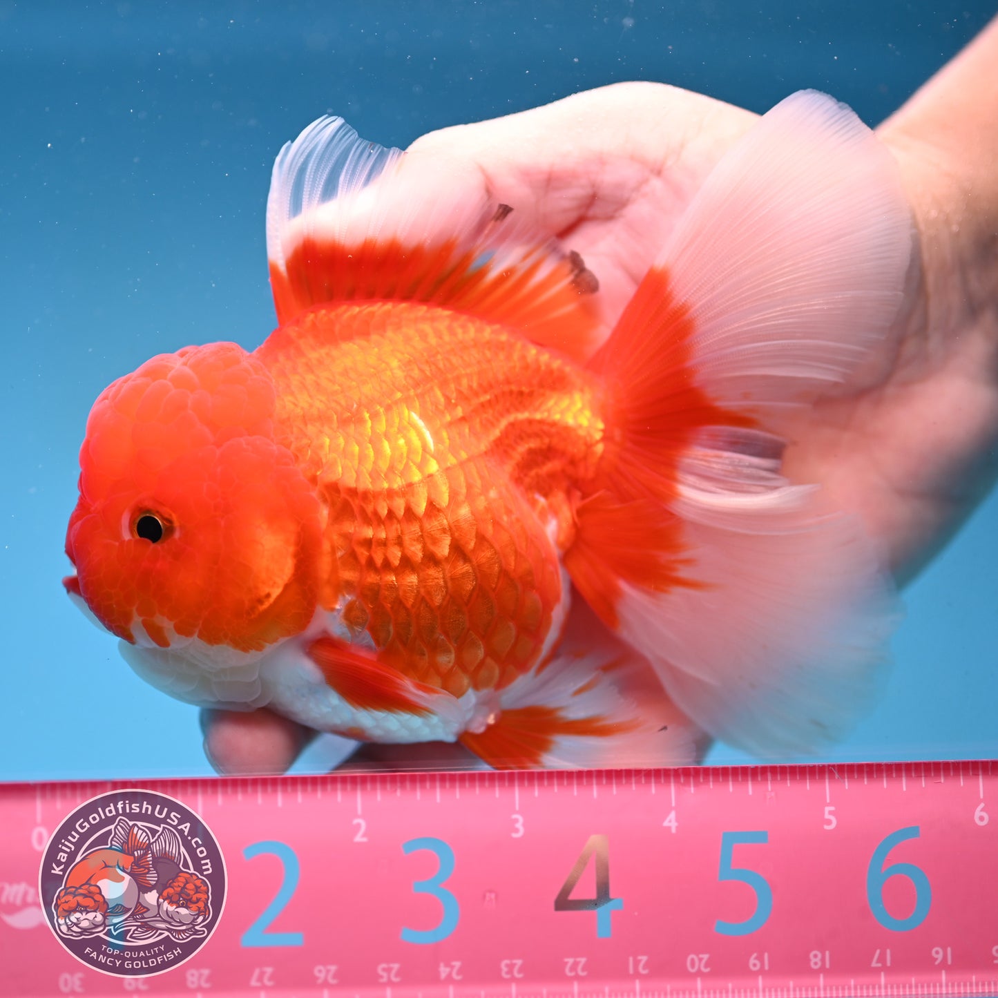 Red White Rosetail Oranda 4 inch Body (251017_OR08)