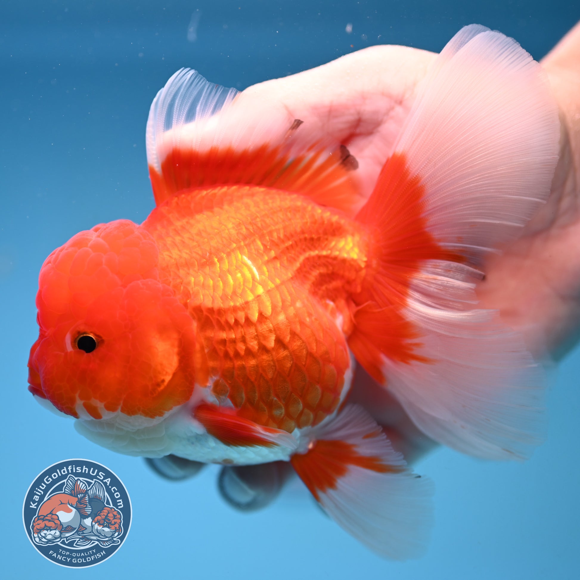 Red White Rosetail Oranda 4 inch Body (251017_OR08)