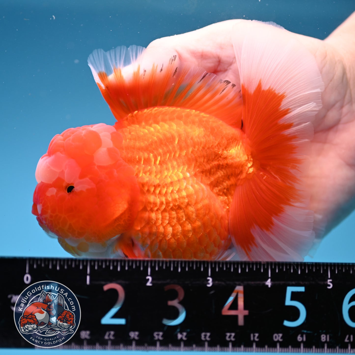 Red White Rosetail Oranda 4 inch Body (260306_OR07)