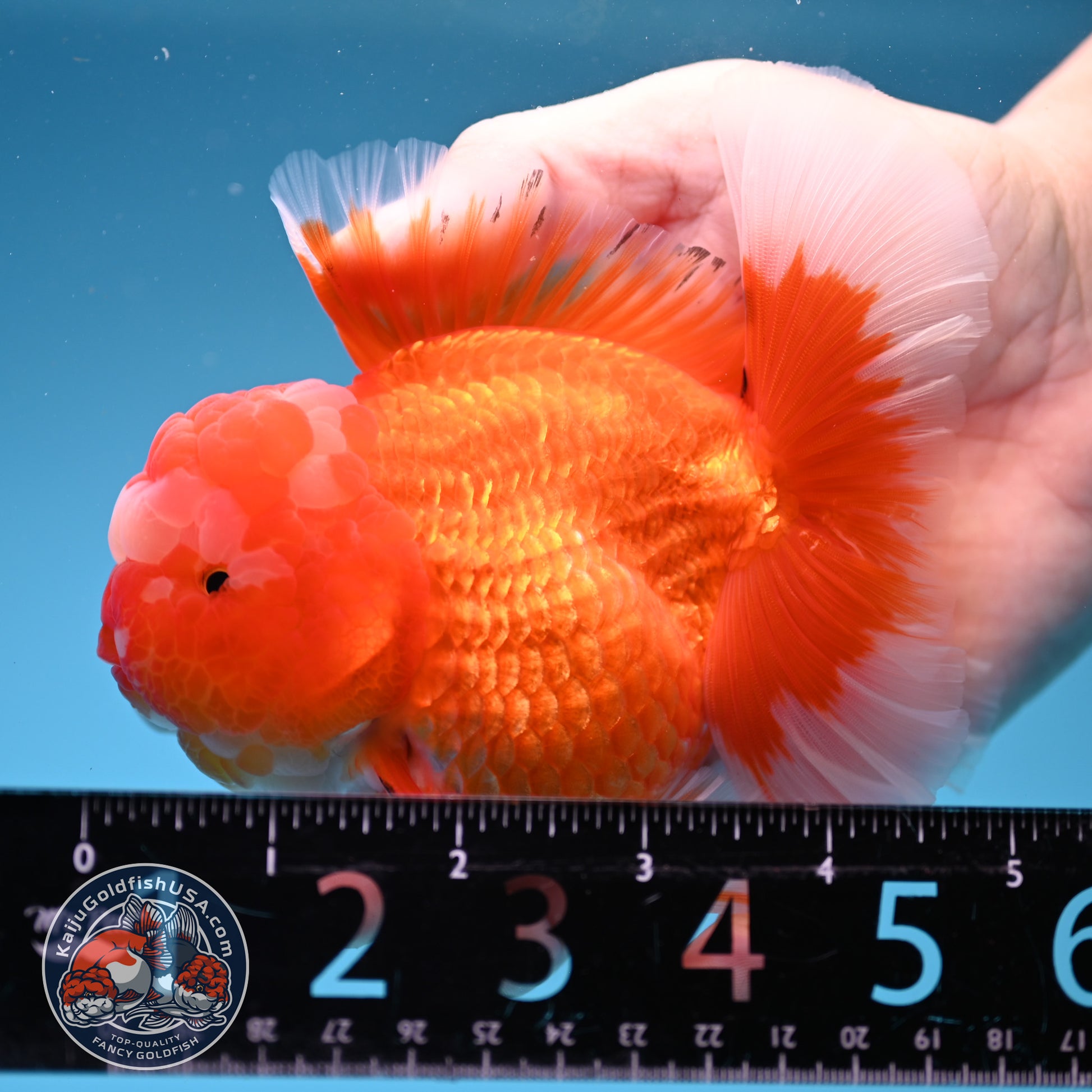 Red White Rosetail Oranda 4 inch Body (260306_OR07)