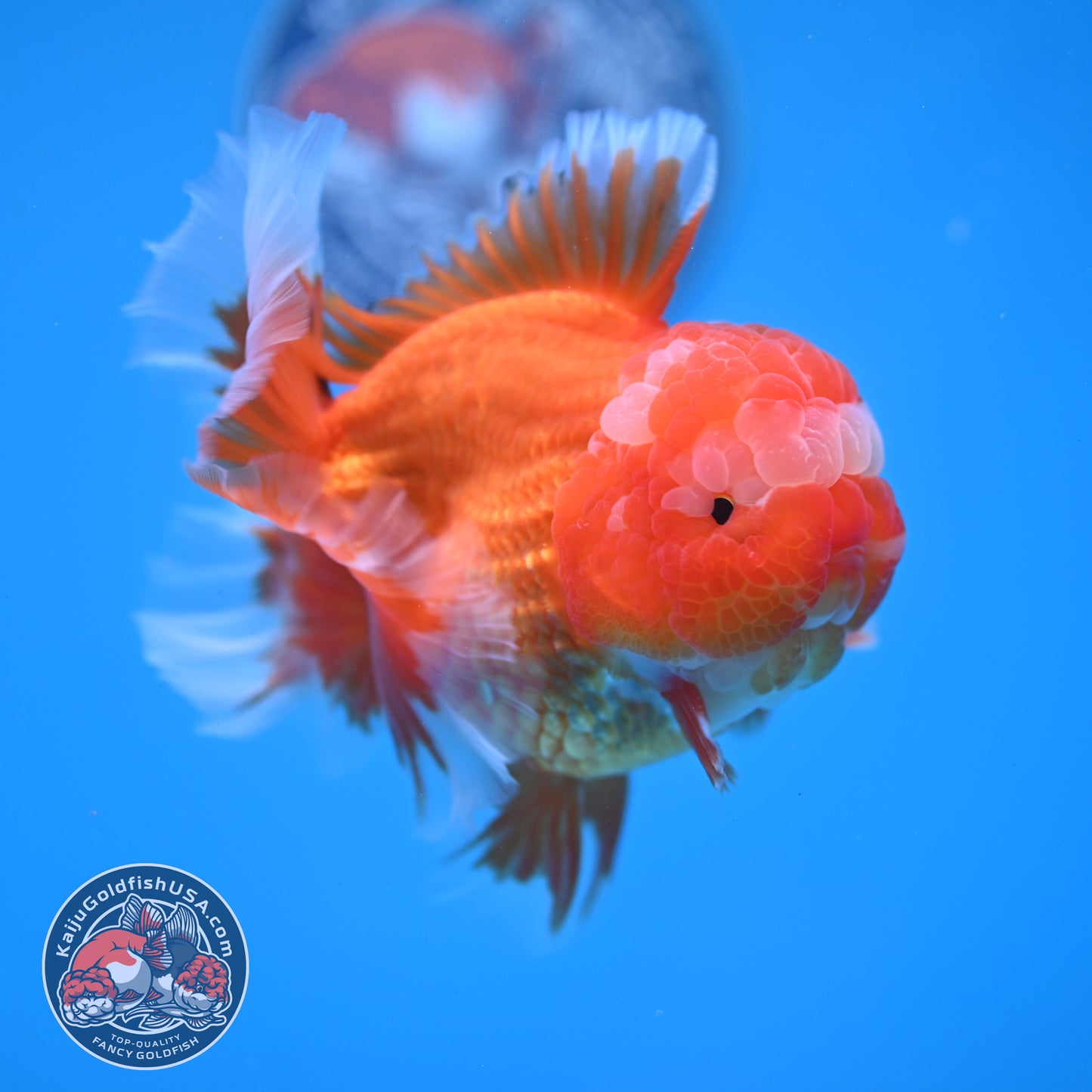 Red White Rosetail Oranda 4 inch Body (260306_OR07)