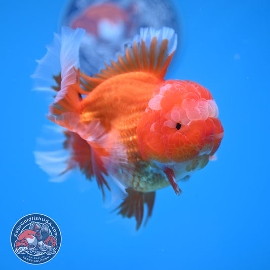 Red White Rosetail Oranda 4 inch Body (260306_OR07)