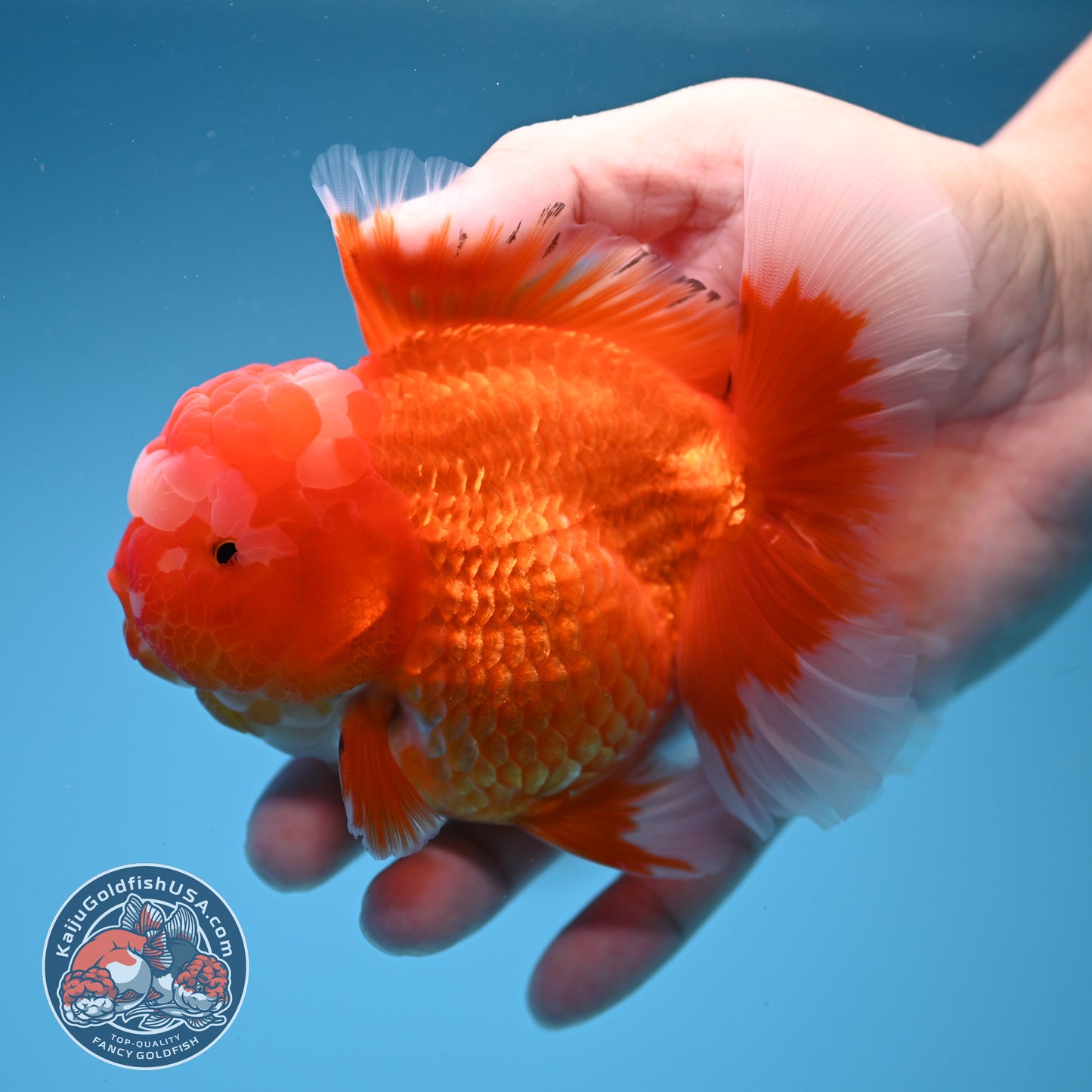 Red White Rosetail Oranda 4 inch Body (260306_OR07)