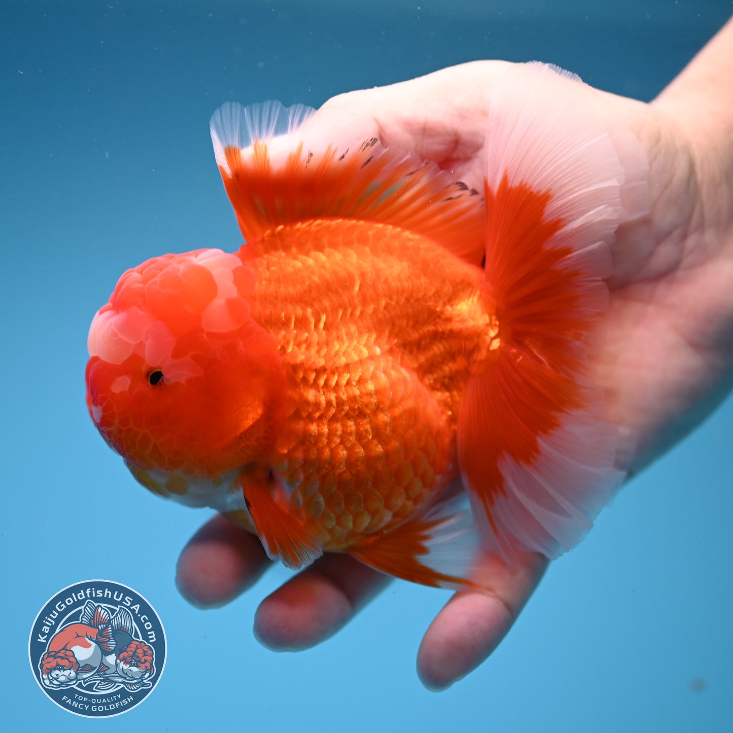 Red White Rosetail Oranda 4 inch Body (260306_OR07)