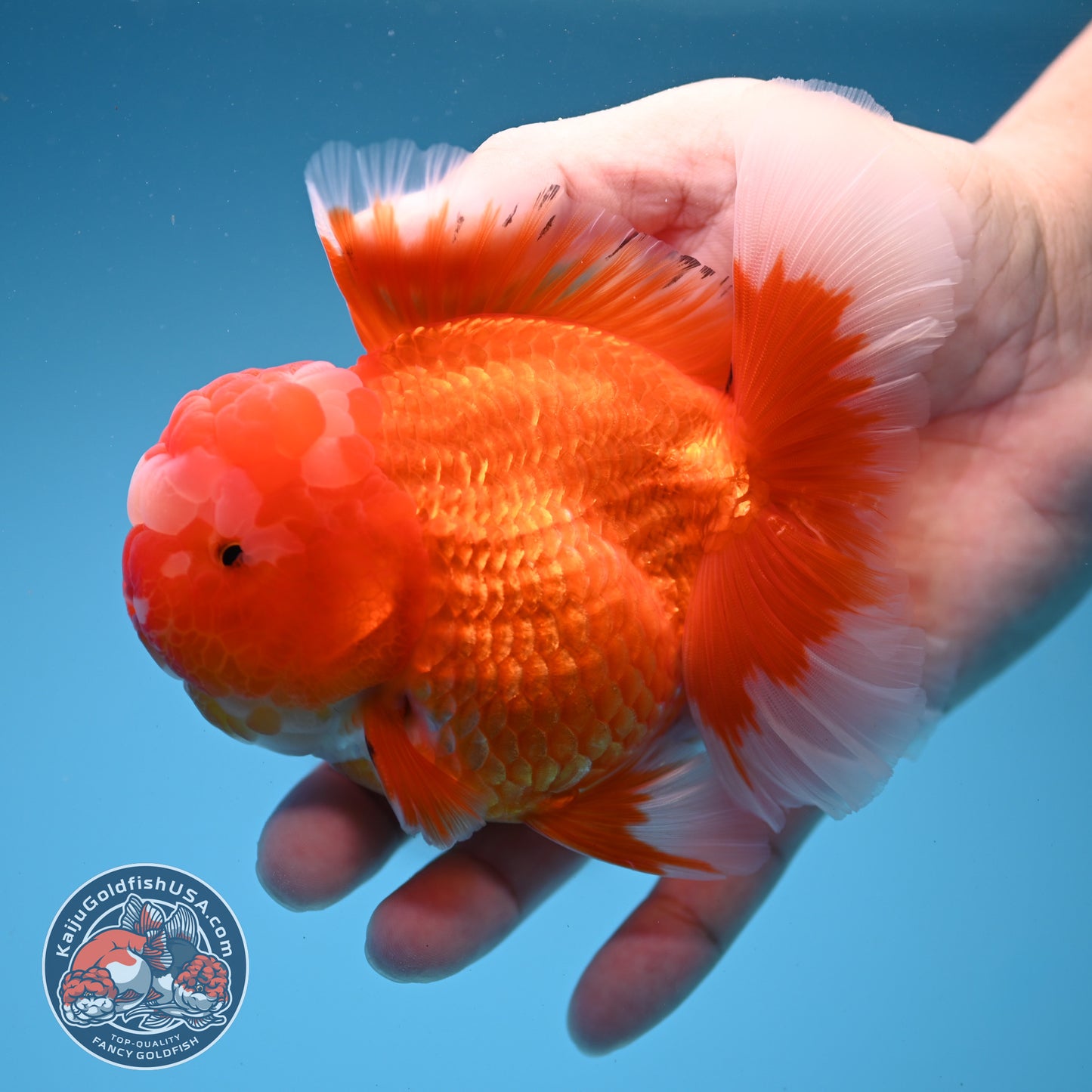 Red White Rosetail Oranda 4 inch Body (260306_OR07)