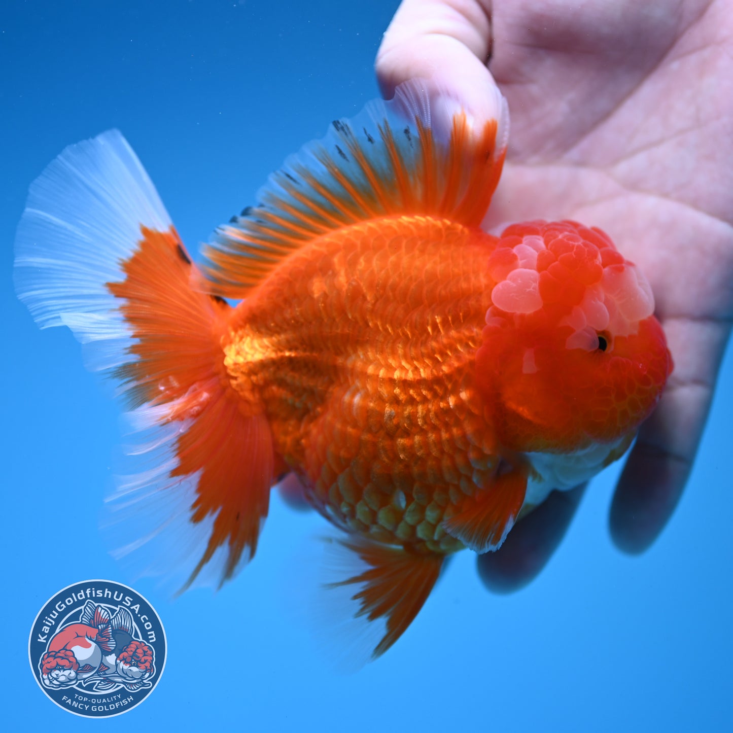 Red White Rosetail Oranda 4 inch Body (260306_OR07)